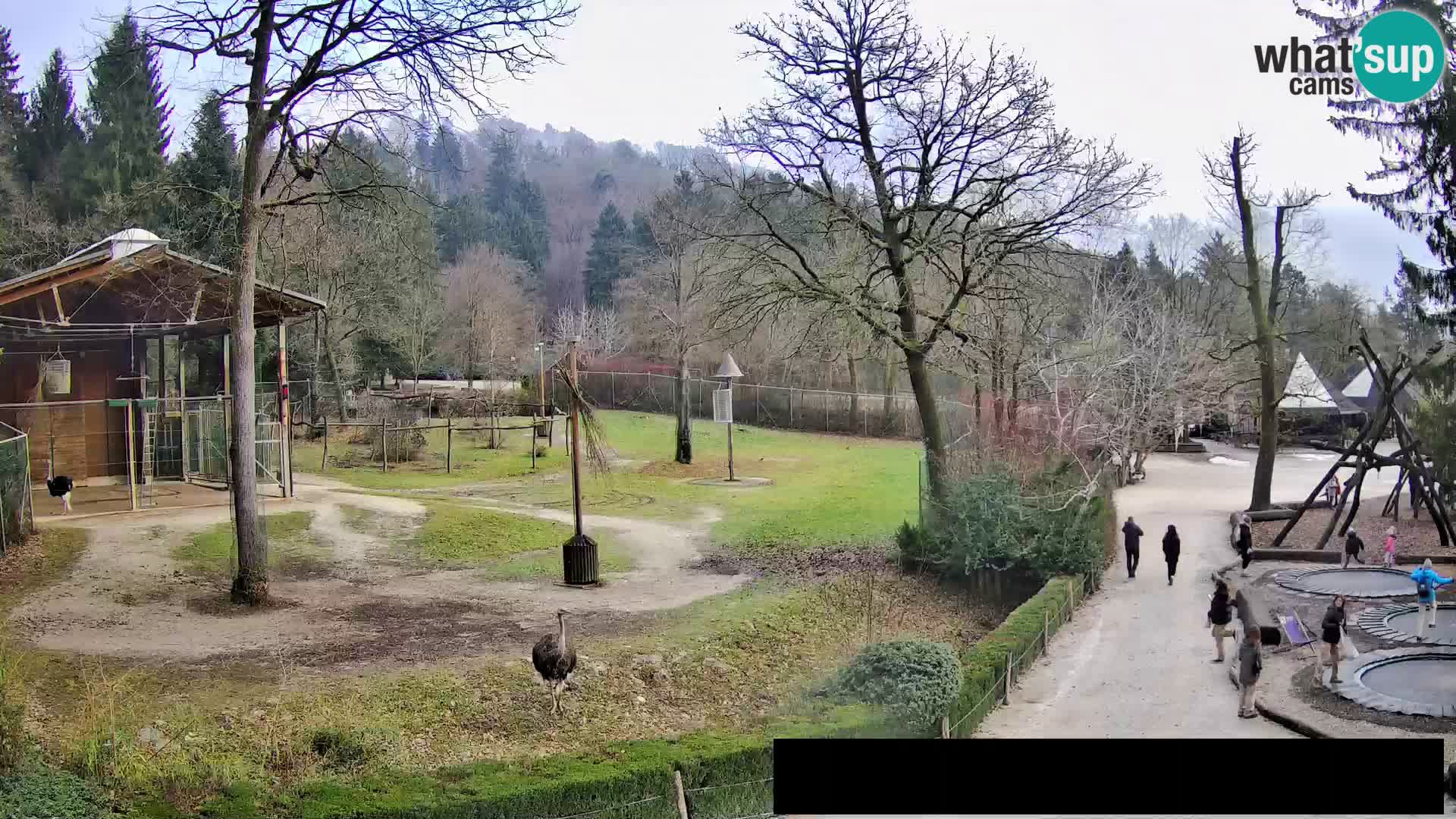 Webcam Zoo Ljubljana – Giraffes