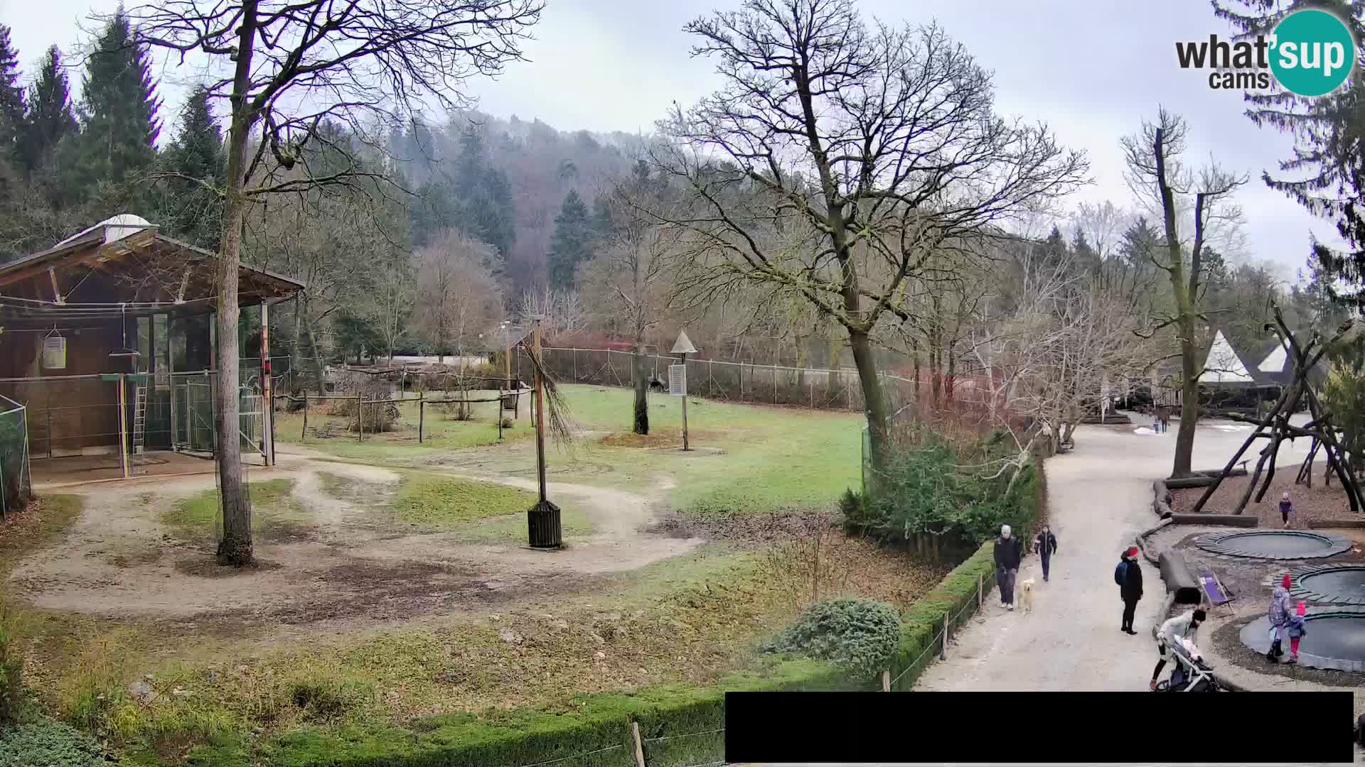 Webcam Zoo Ljubljana – Giraffes