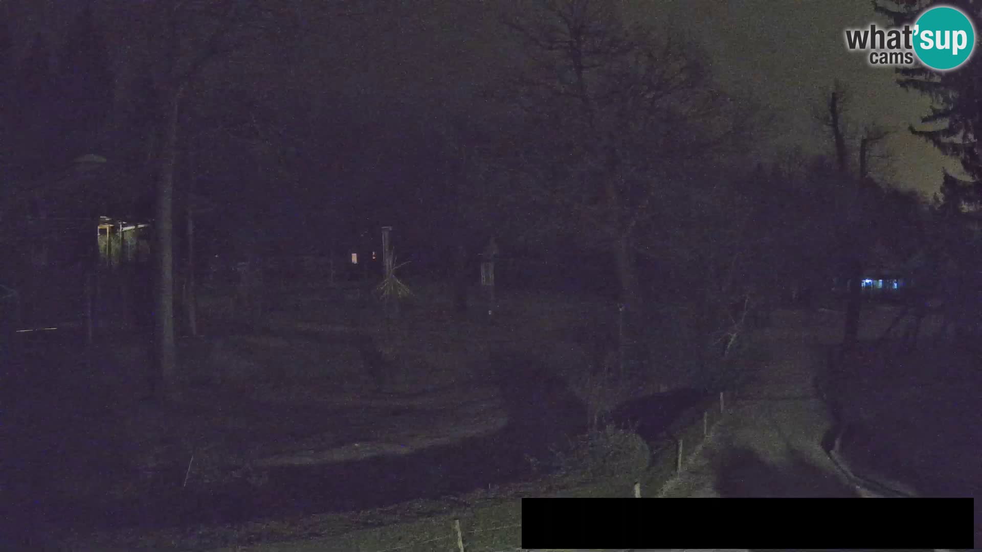 Webcam Zoo Ljubljana – Giraffes