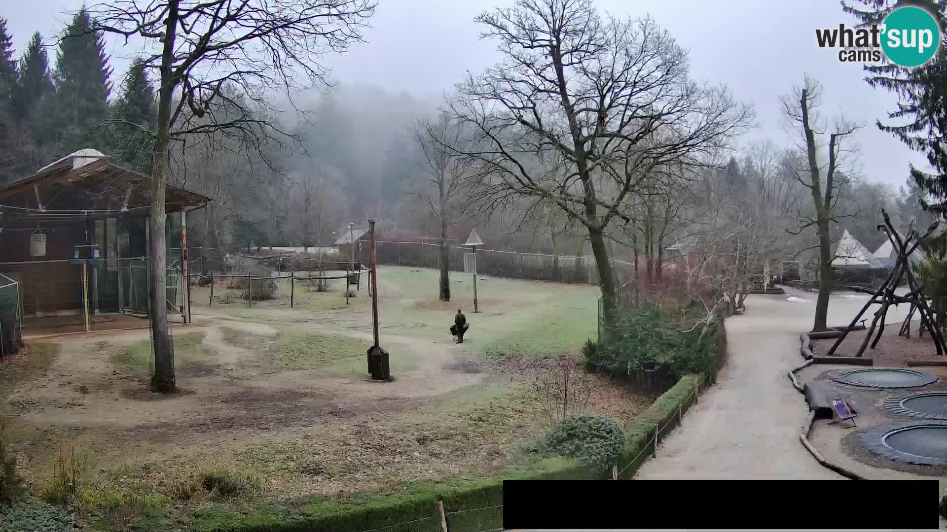 Webcam Zoo Ljubljana – Giraffes