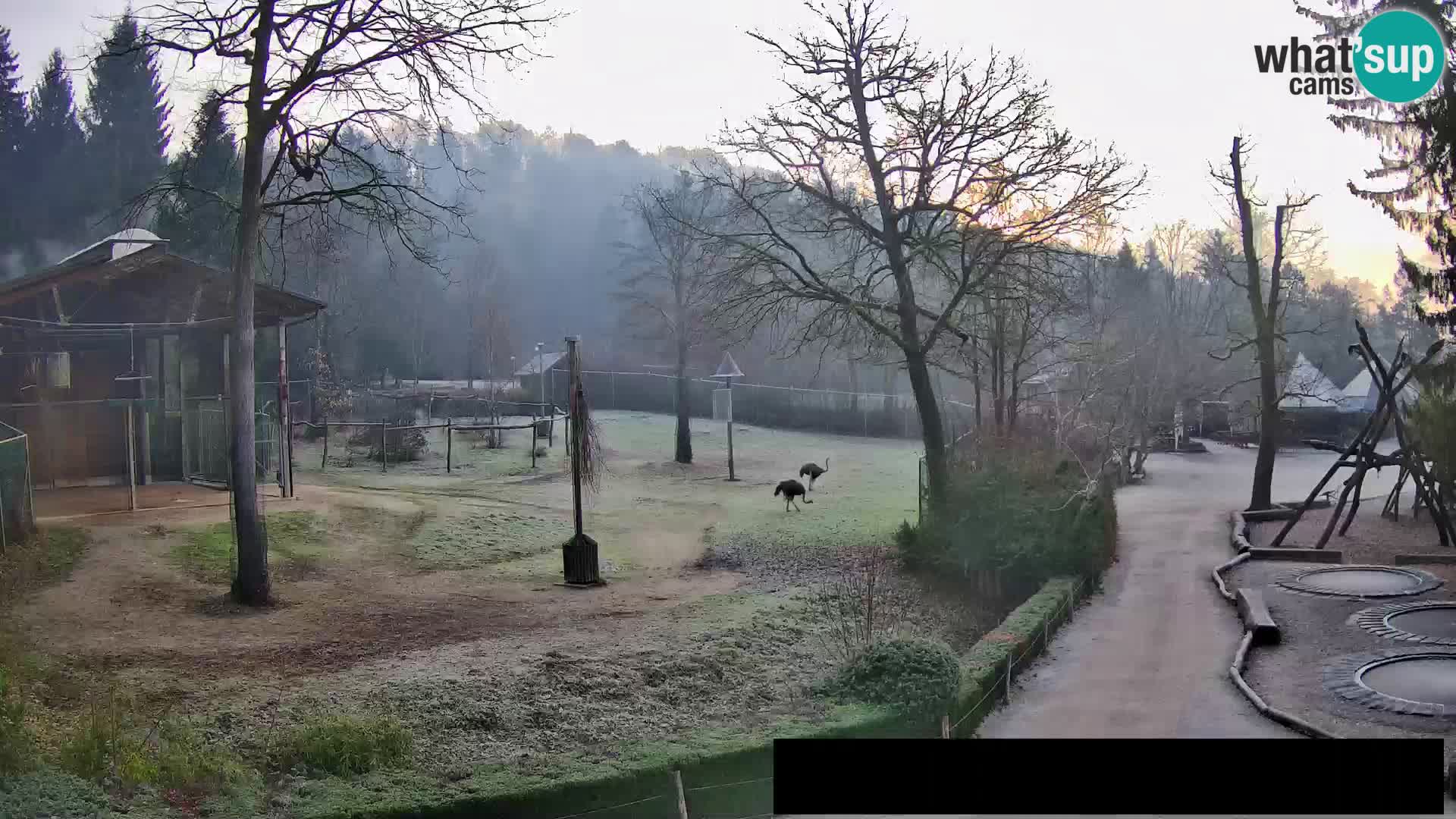 Webcam live Zoo Lubiana – Giraffe