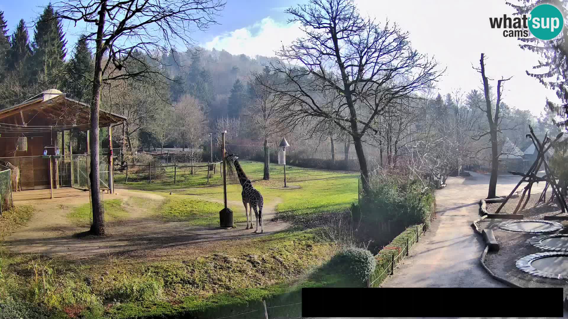 Webcam live Zoo Lubiana – Giraffe