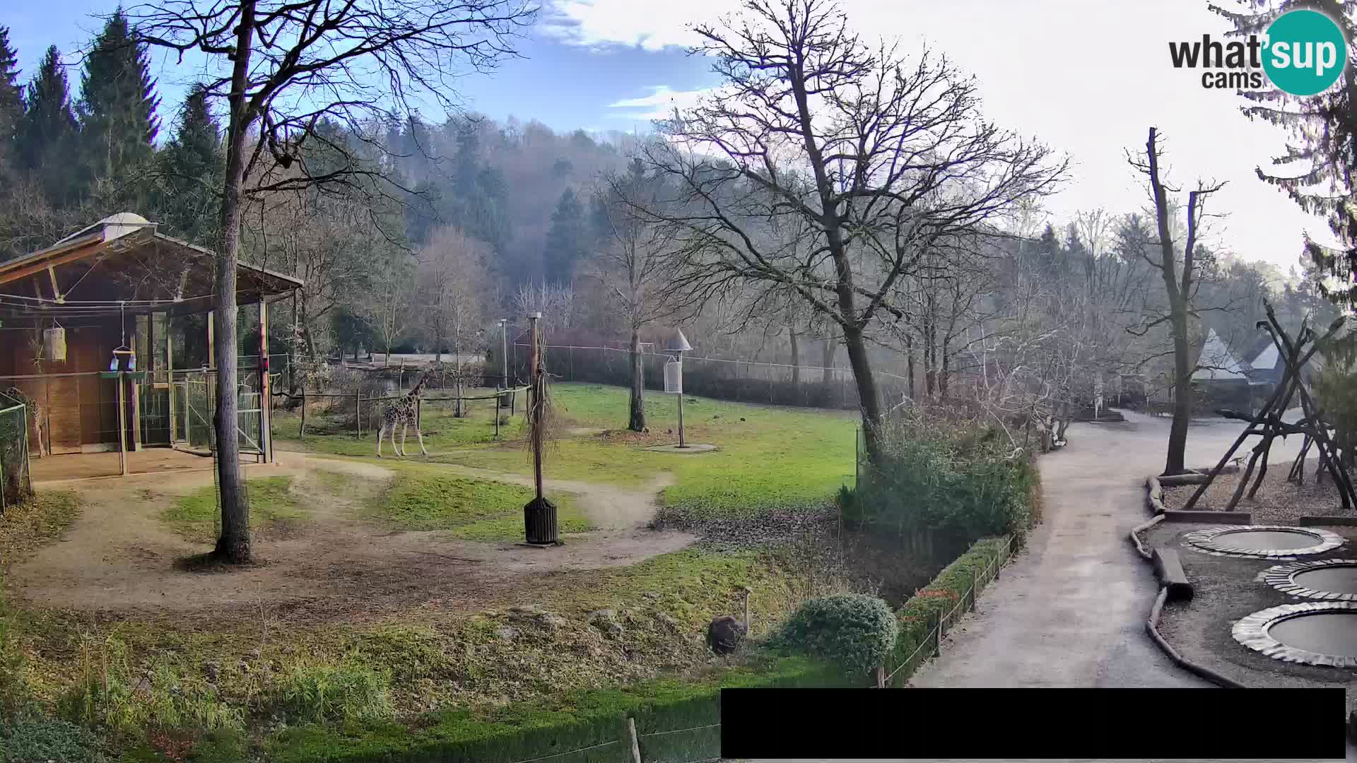 Webcam Zoo Ljubljana – Giraffen