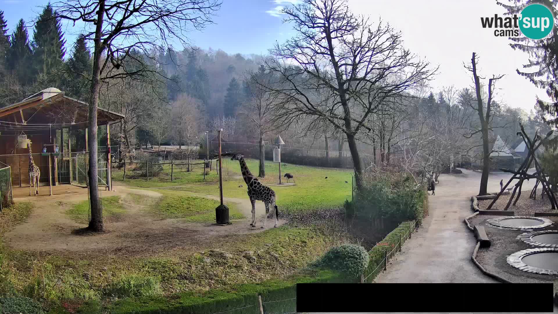 Webcam live Zoo Lubiana – Giraffe