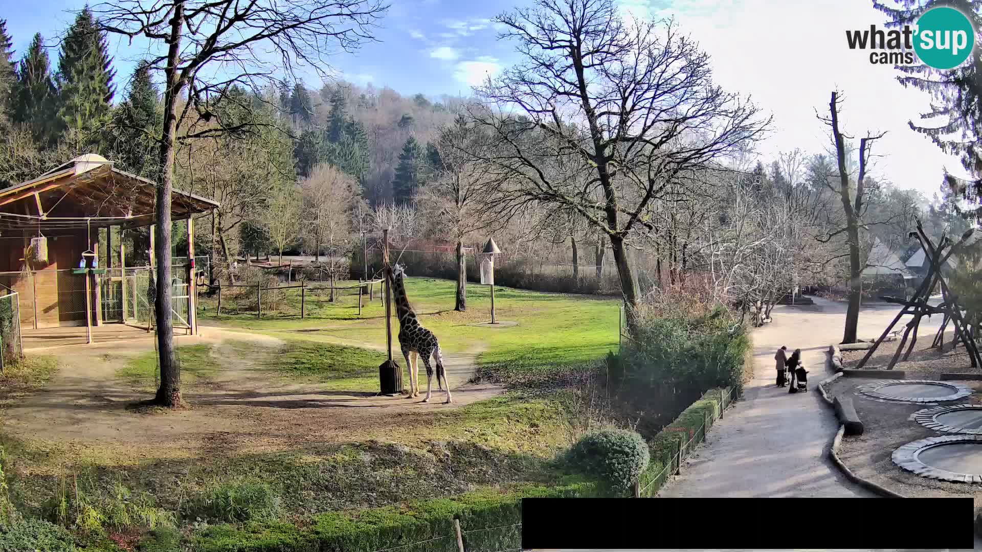 Webcam Zoo Ljubljana – Giraffen