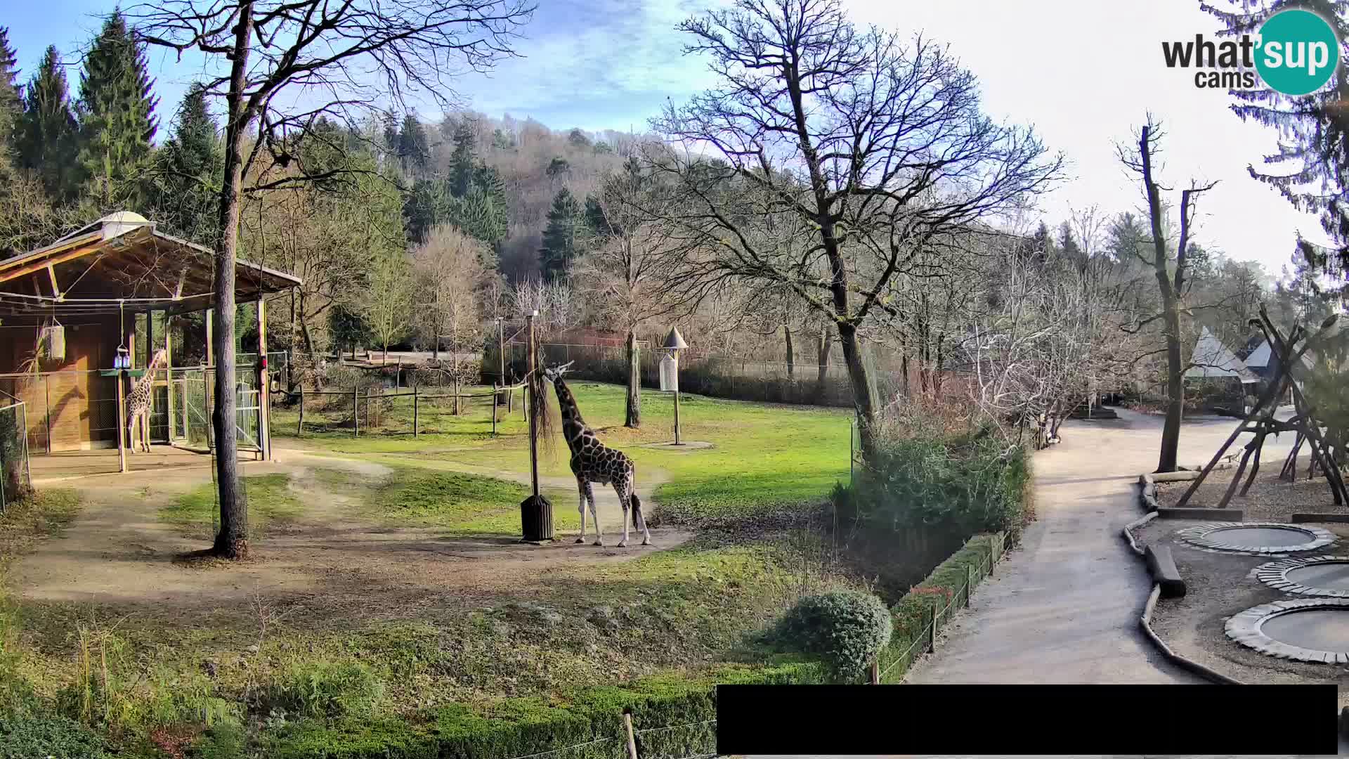 Webcam live Zoo Lubiana – Giraffe