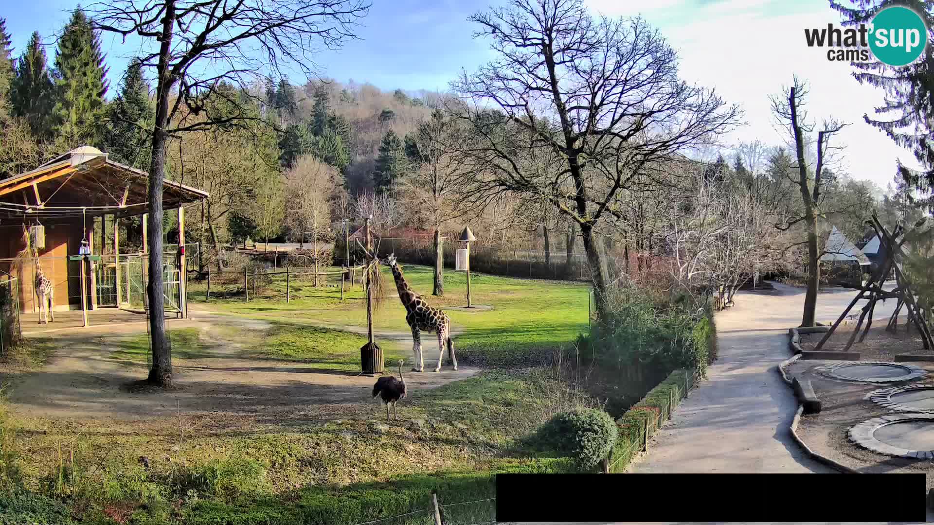 Webcam live Zoo Lubiana – Giraffe