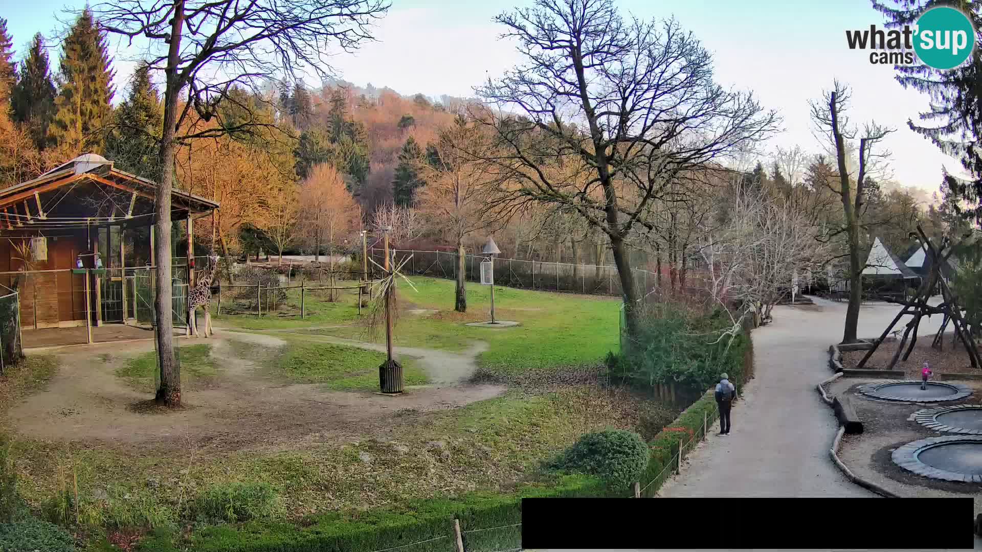 Webcam Zoo Ljubljana – Jirafas