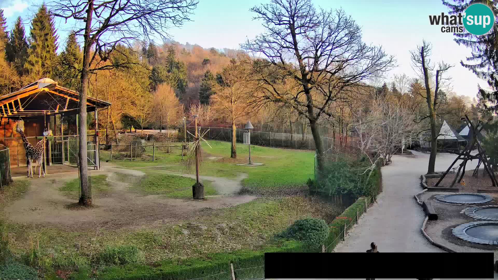 Webcam live Zoo Lubiana – Giraffe