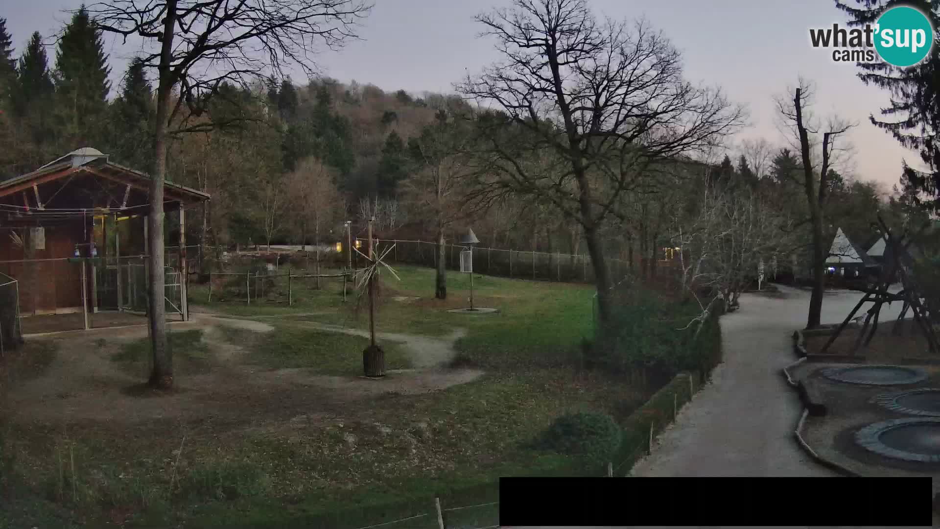 Webcam Zoo Ljubljana – Jirafas