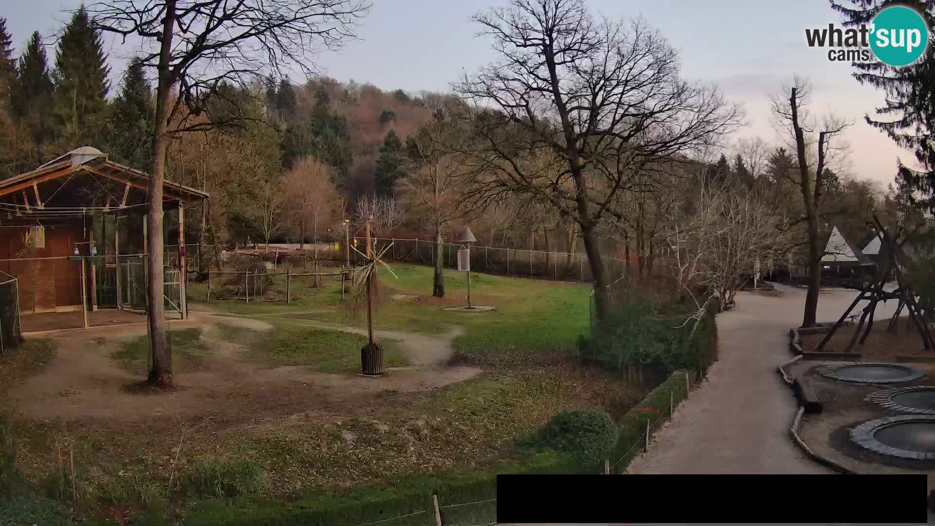 Webcam Zoo Ljubljana – Jirafas