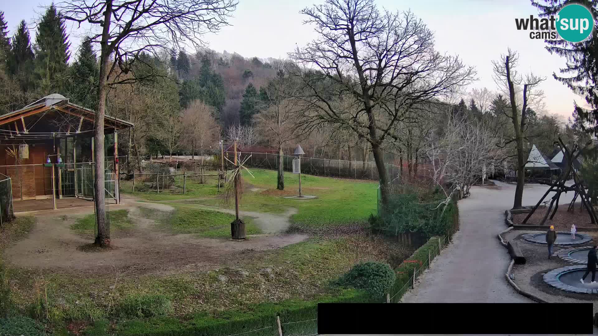 Webcam Zoo Ljubljana – Giraffen