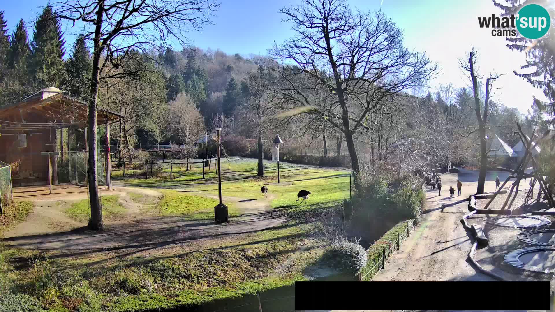 Webcam live Zoo Lubiana – Giraffe