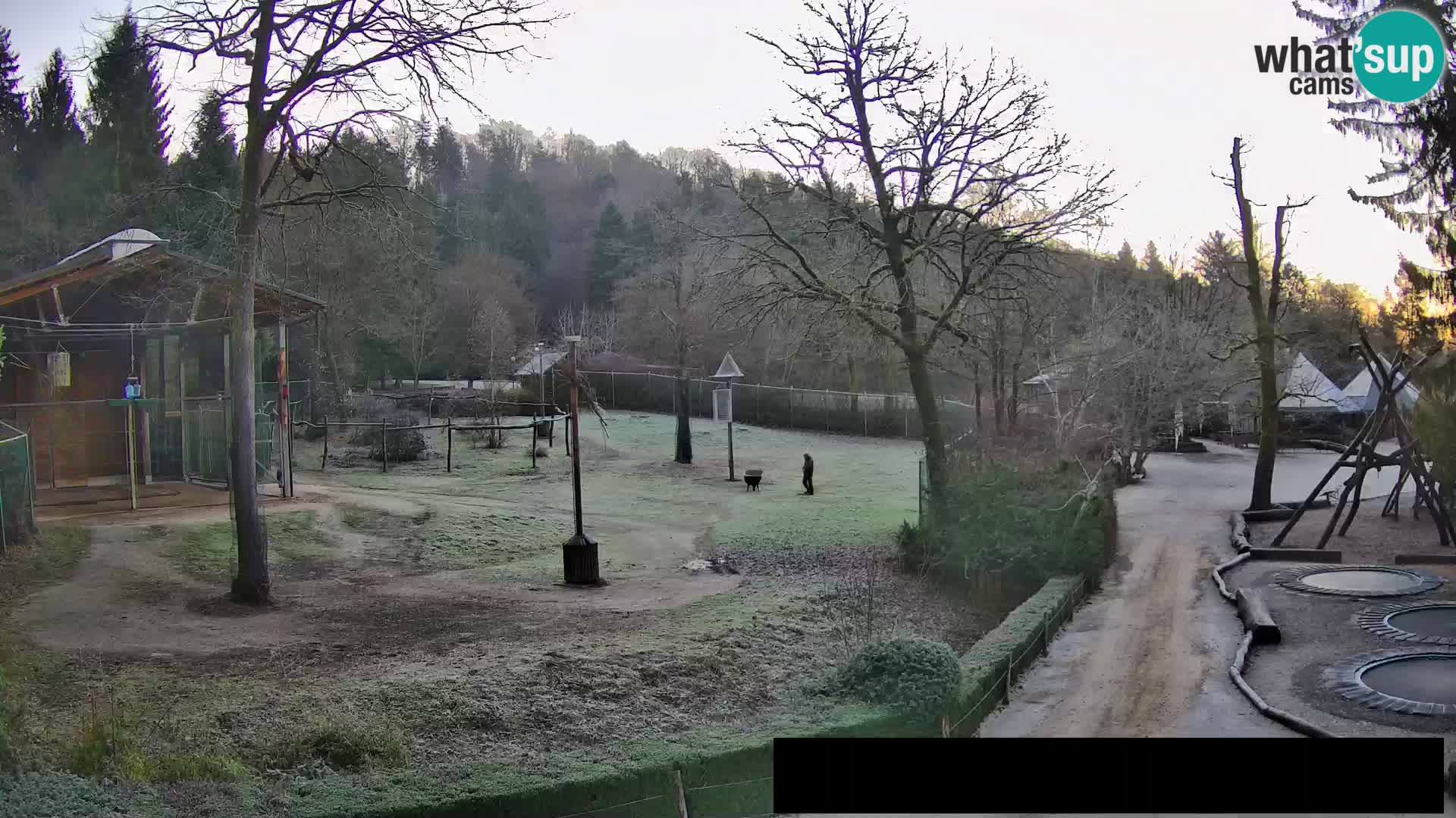 Webcam Zoo Ljubljana – Giraffes