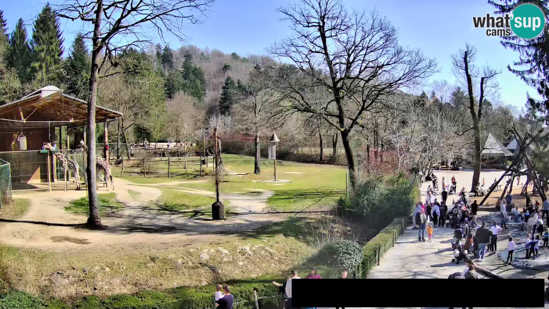 Webcam Zoo Ljubljana – Giraffes