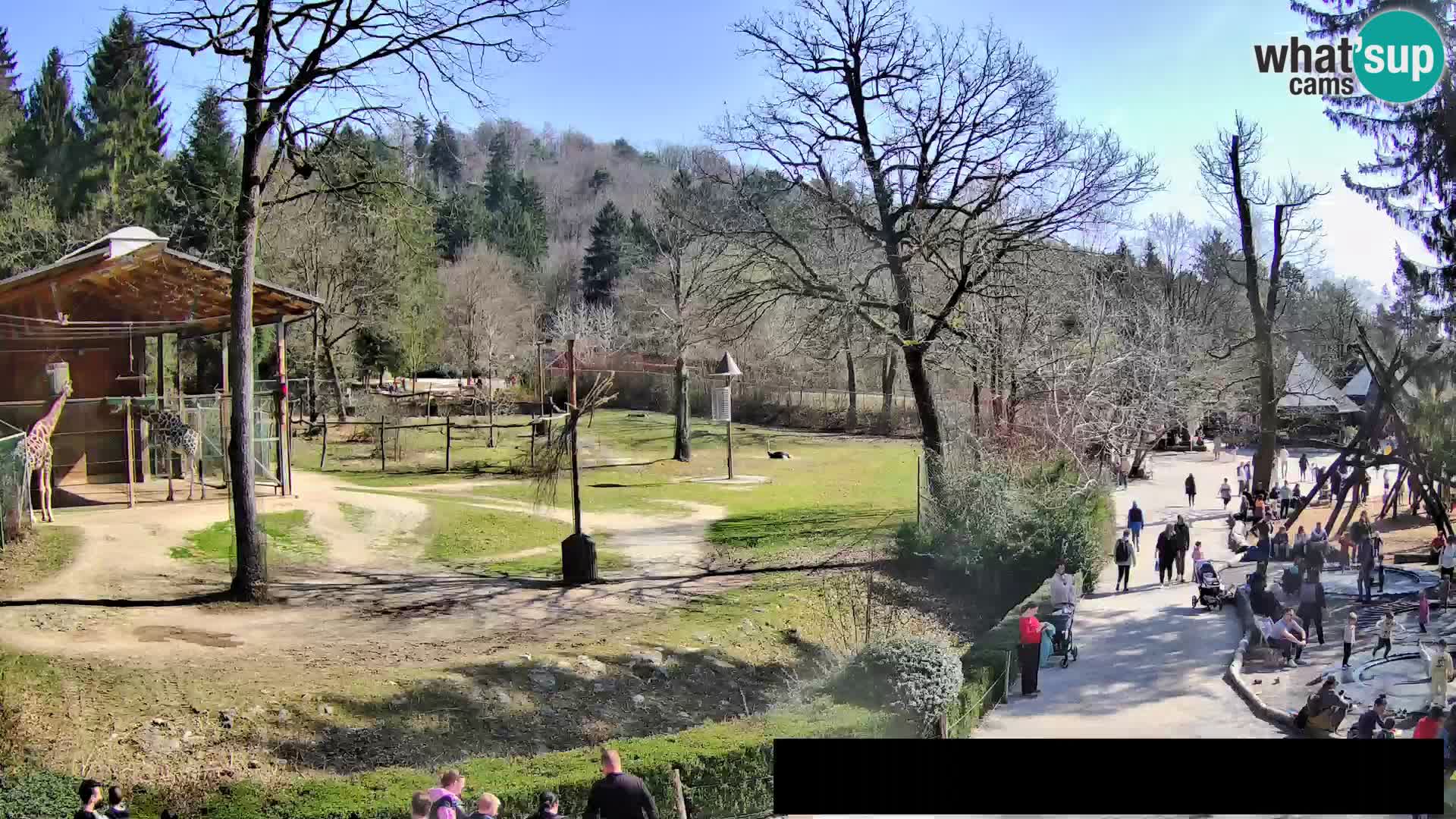 Webcam Zoo Ljubljana – Giraffes