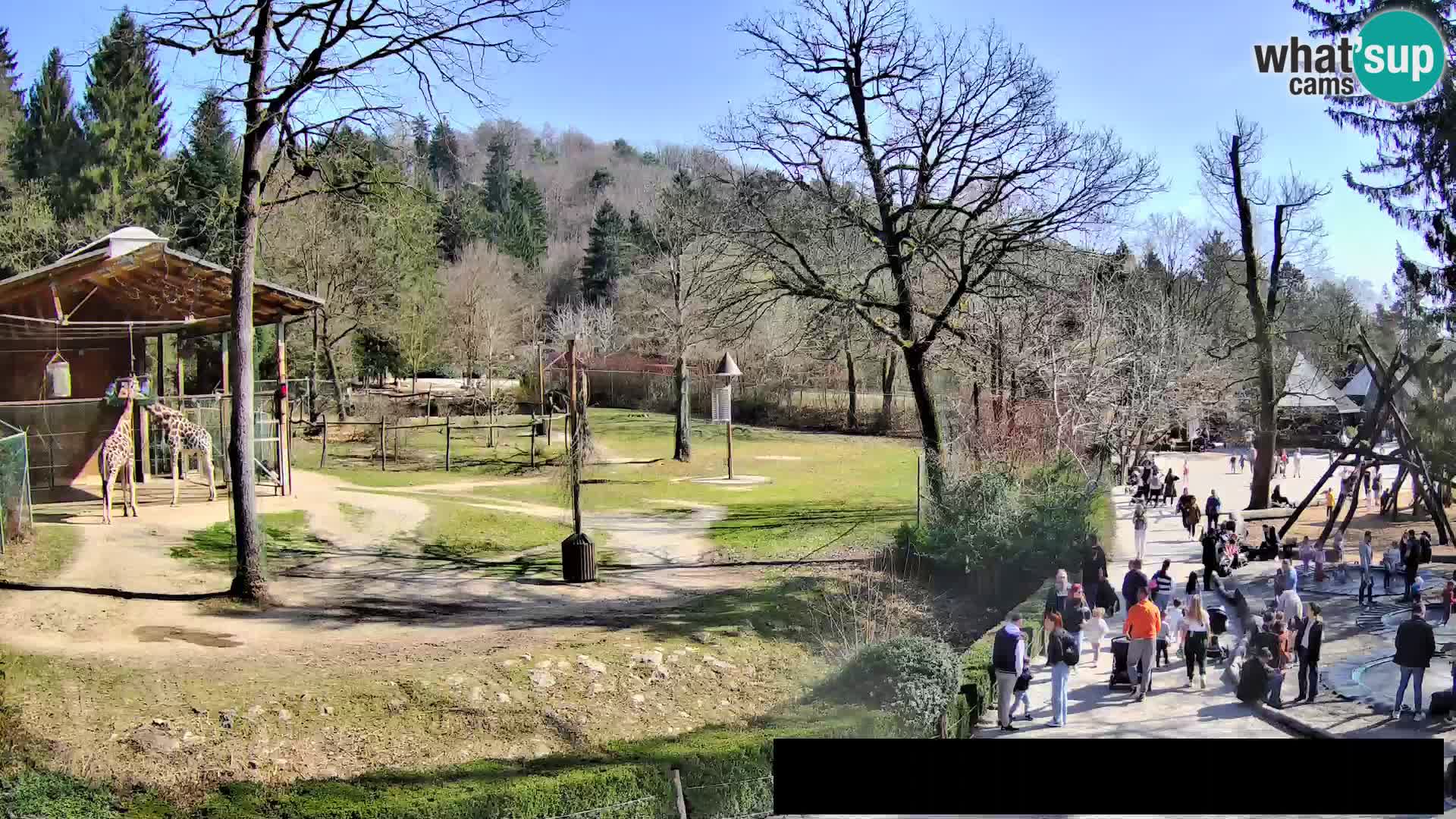 Webcam Zoo Ljubljana – Giraffes