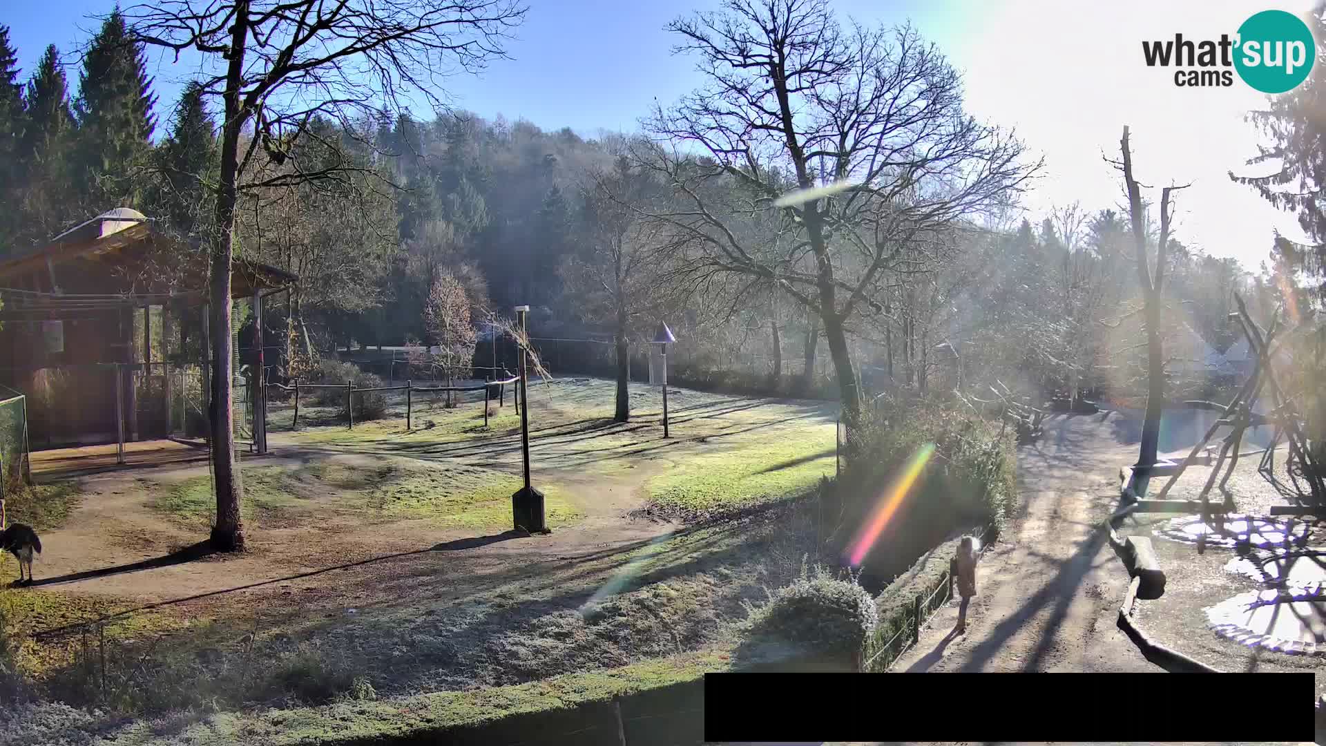 Webcam Zoo Ljubljana – Giraffes