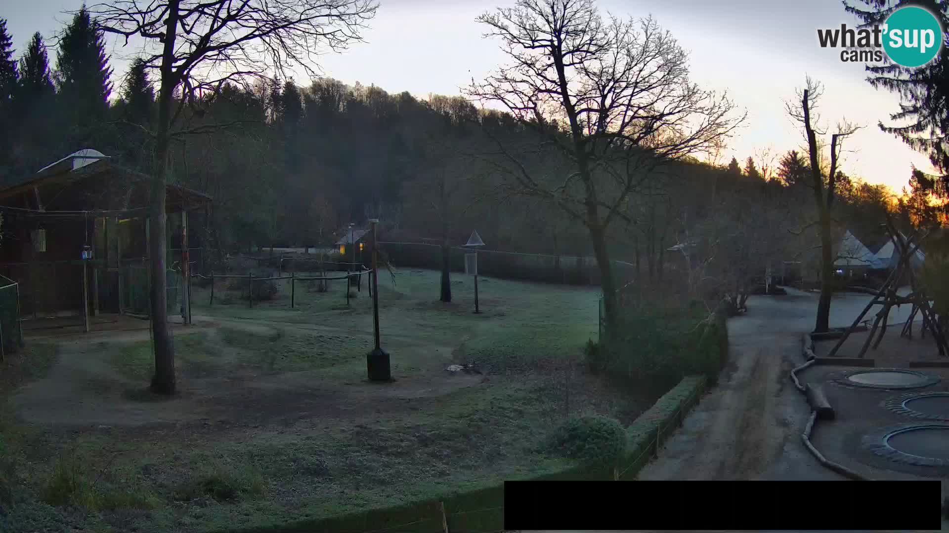 Webcam live Zoo Lubiana – Giraffe