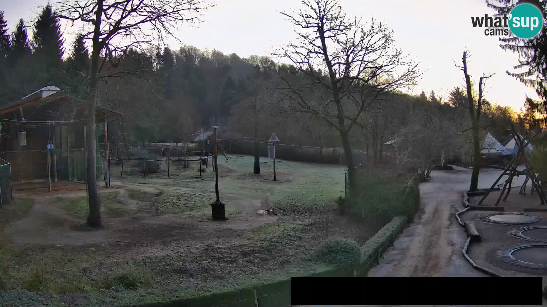 Webcam live Zoo Lubiana – Giraffe