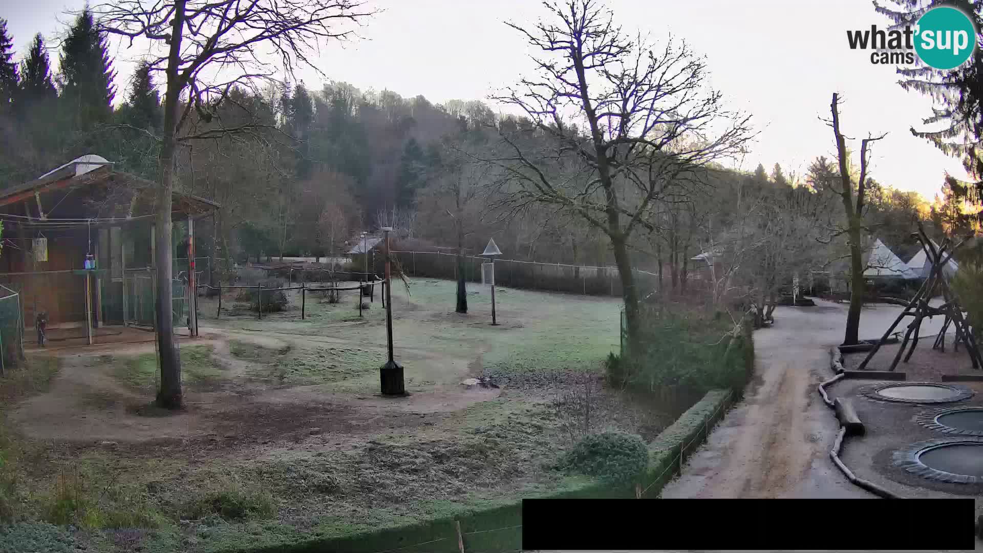 Webcam Zoo Ljubljana – Giraffes