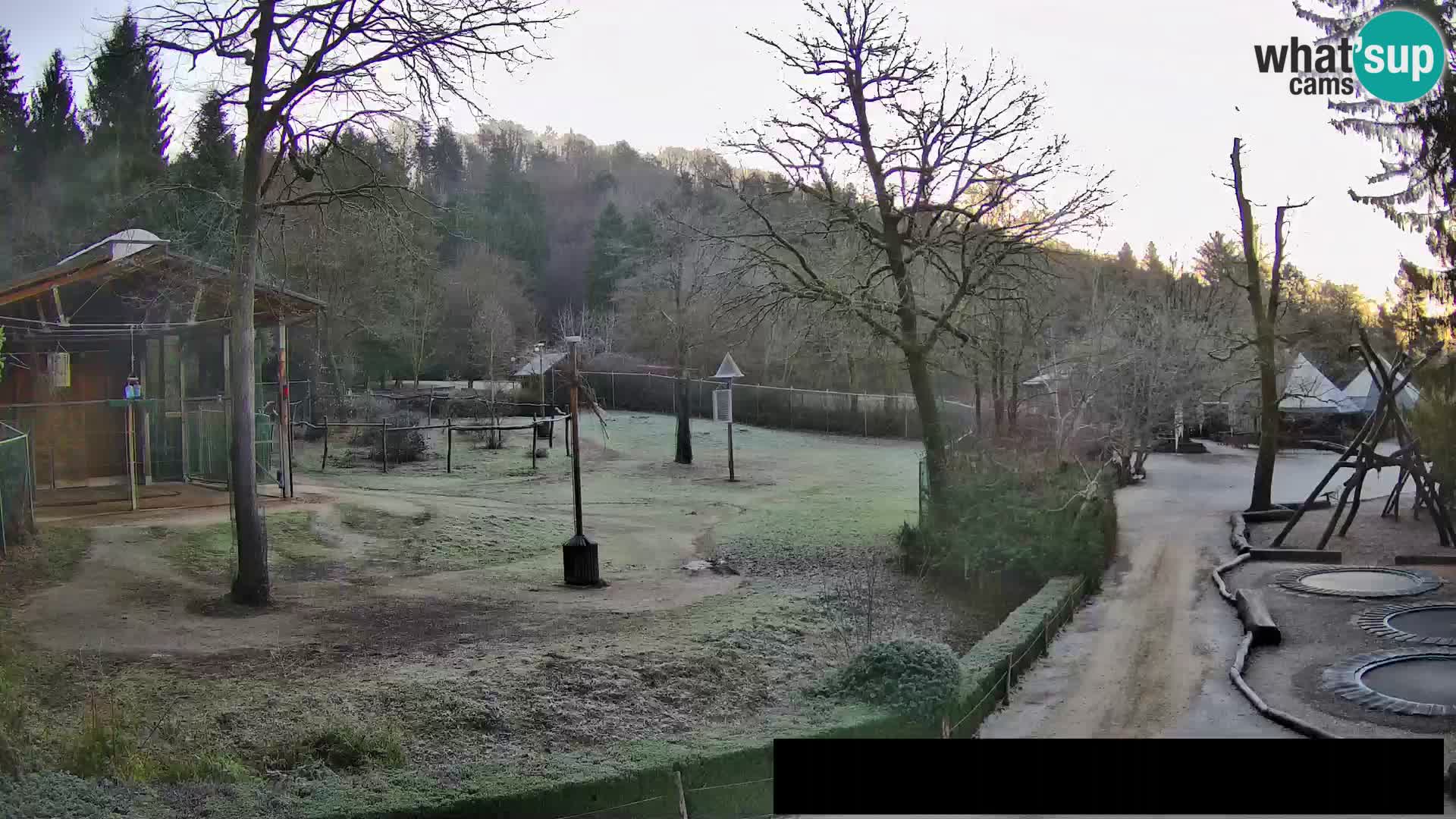 Webcam Zoo Ljubljana – Giraffes