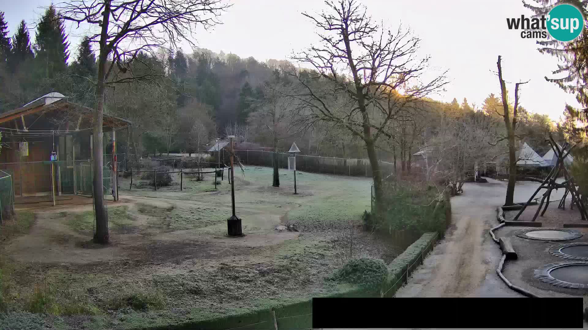 Webcam Zoo Ljubljana – Giraffes