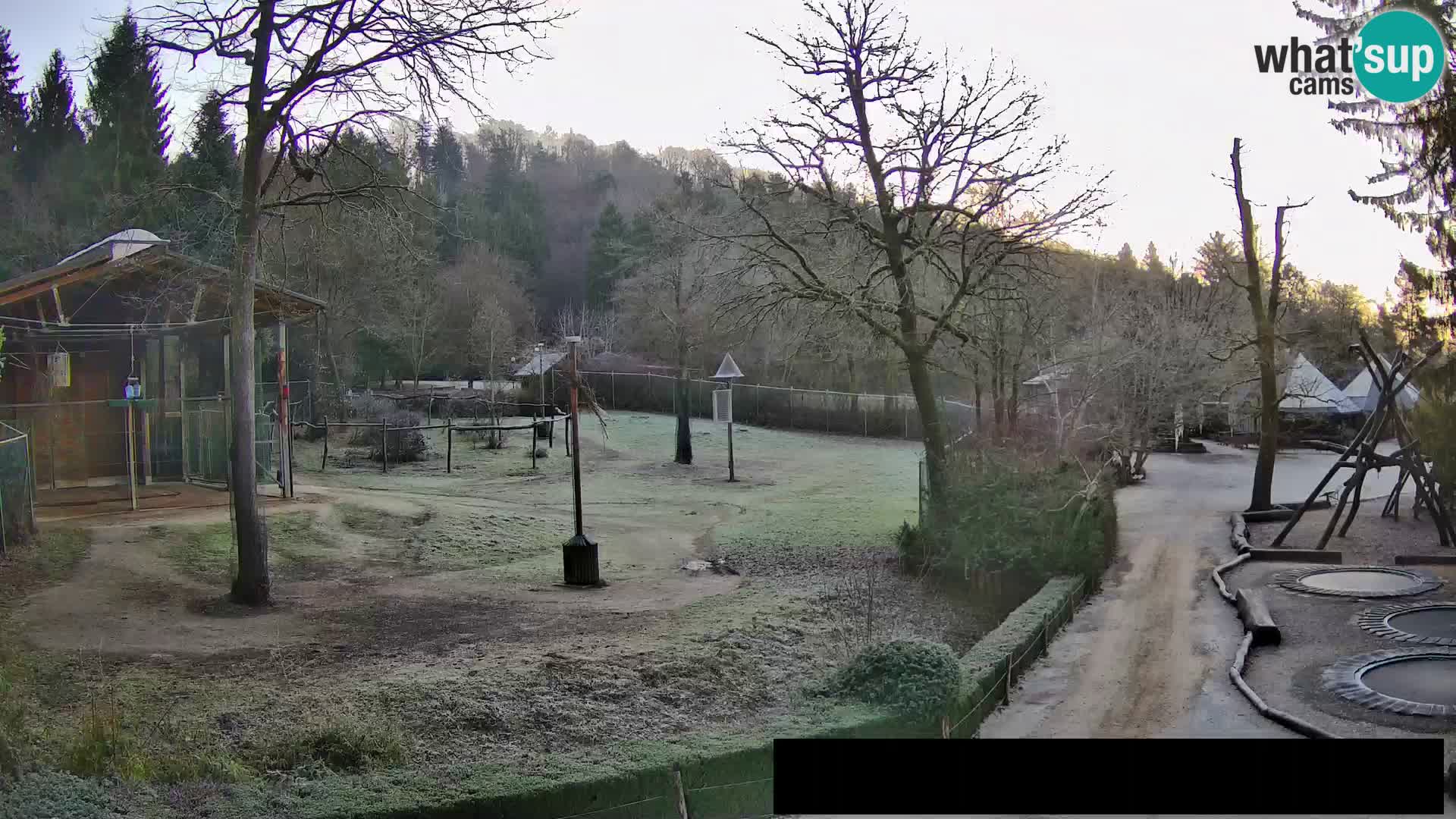 Webcam Zoo Ljubljana – Giraffes