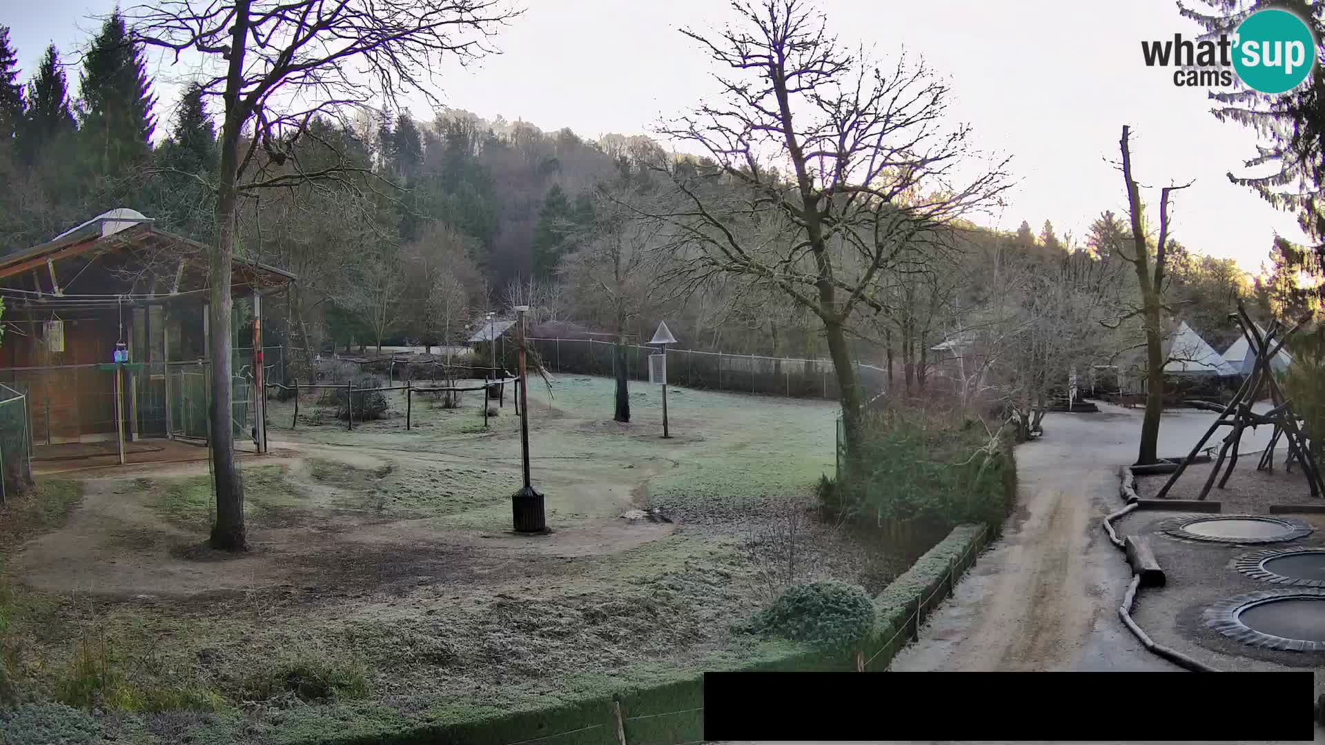 Webcam live Zoo Lubiana – Giraffe