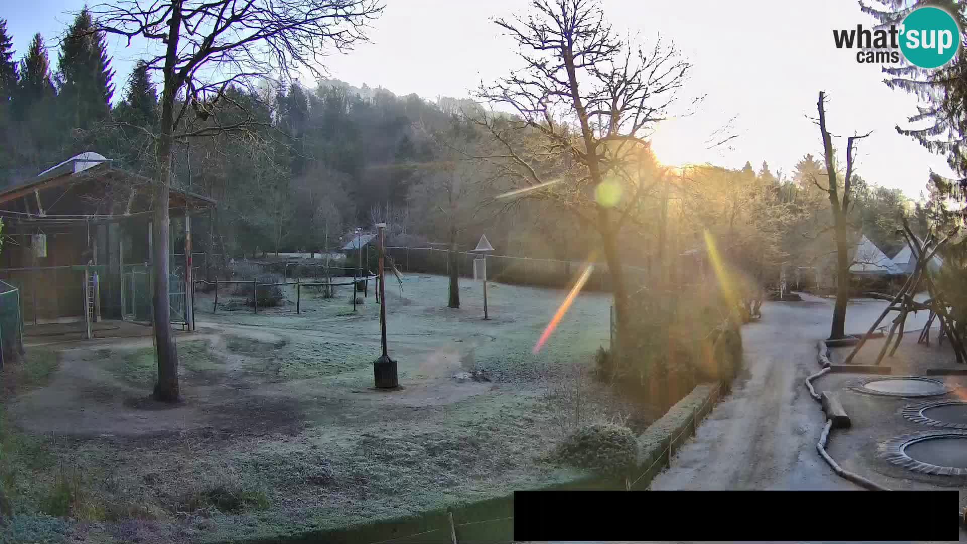 Webcam Zoo Ljubljana – Giraffes