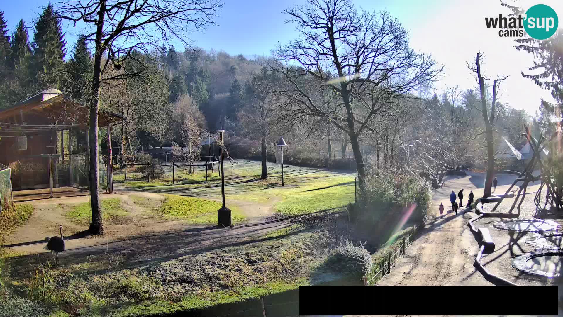 Webcam Zoo Ljubljana – Giraffes