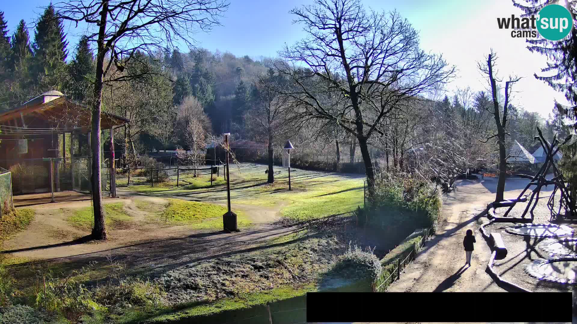 Webcam Zoo Ljubljana – Giraffes