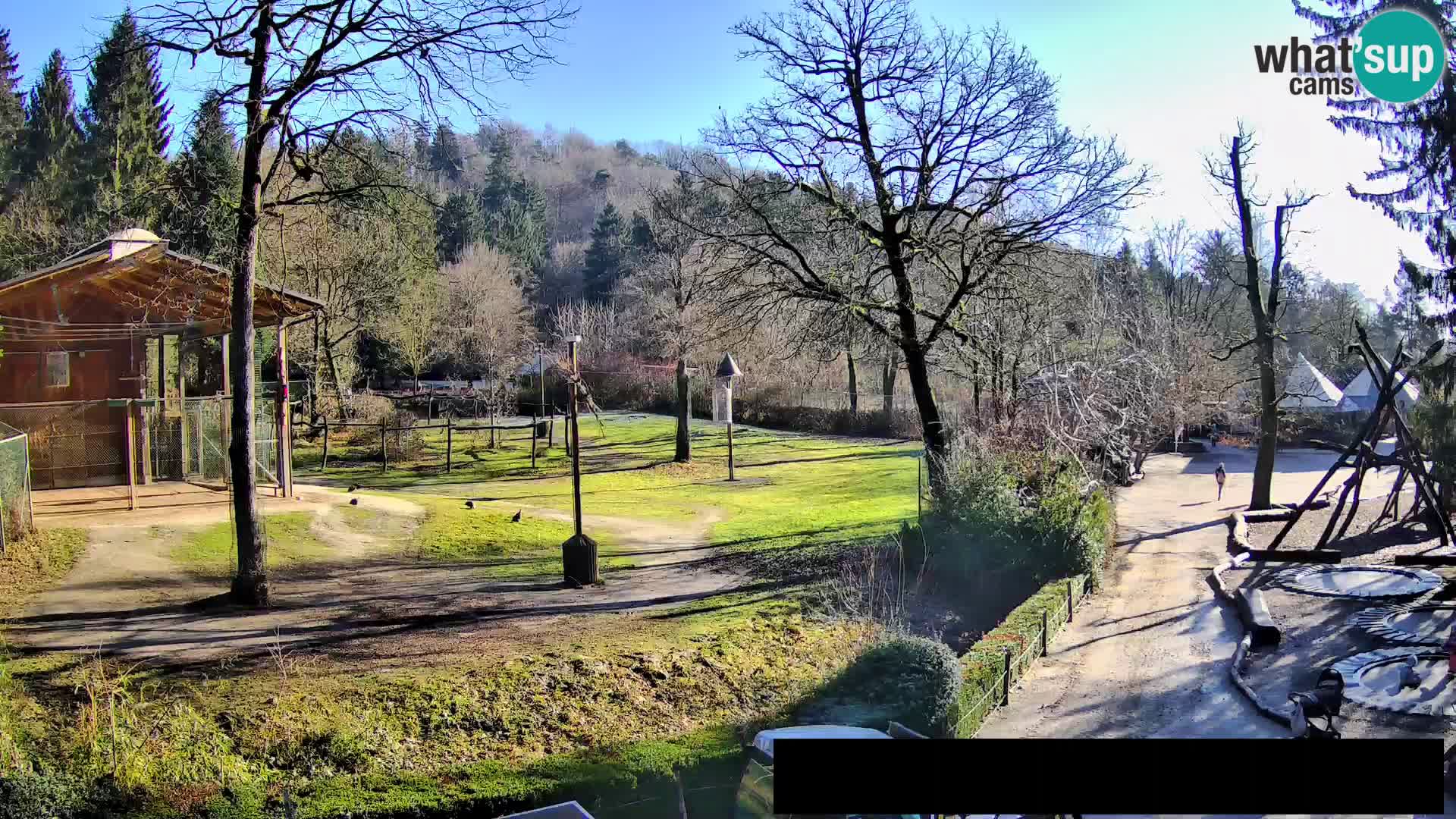 Webcam Zoo Ljubljana – Giraffes