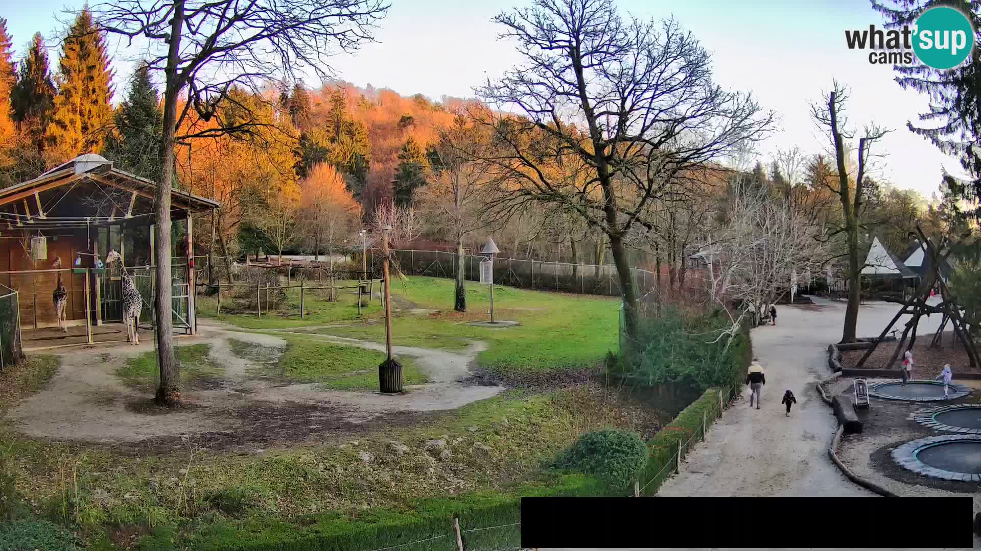 Webcam Zoo Ljubljana – Giraffes