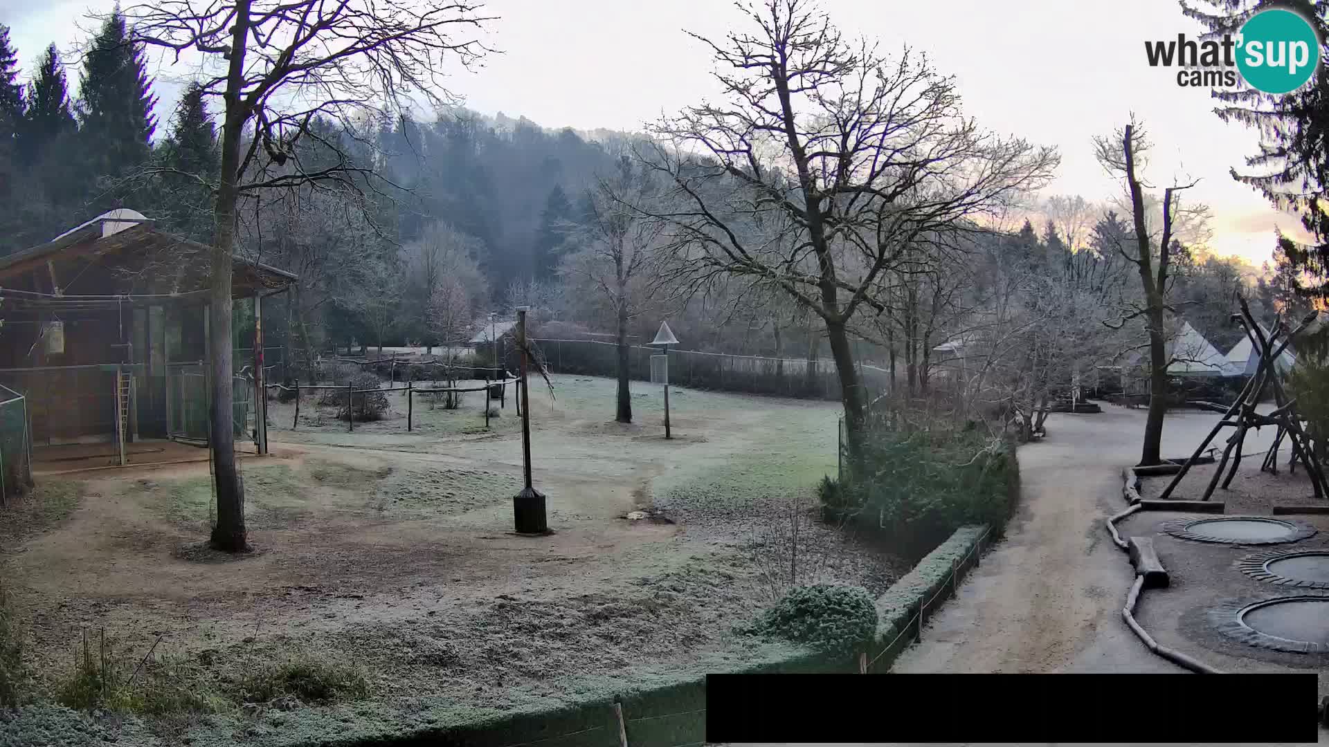 Webcam live Zoo Lubiana – Giraffe