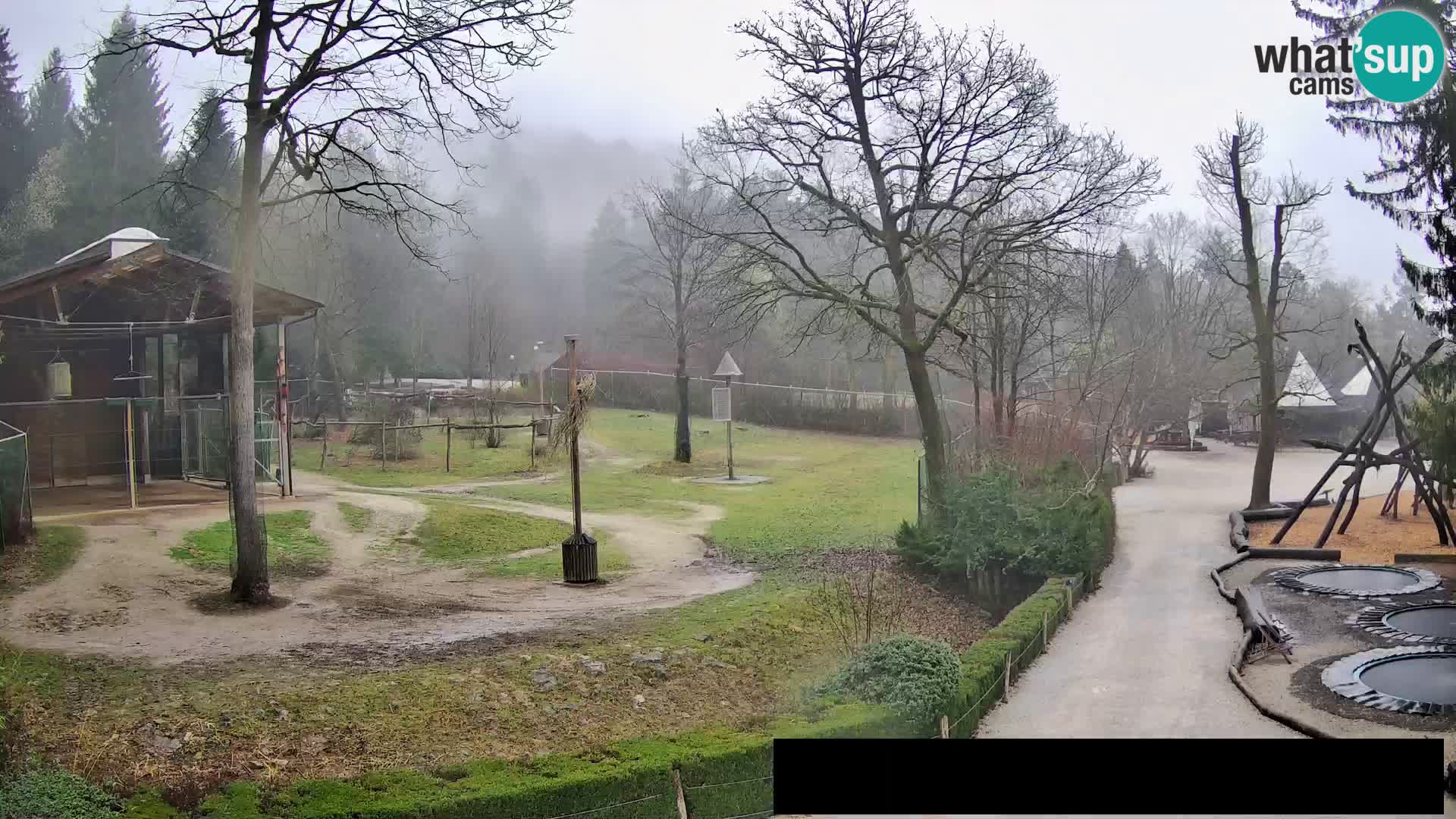 Webcam Zoo Ljubljana – Giraffes