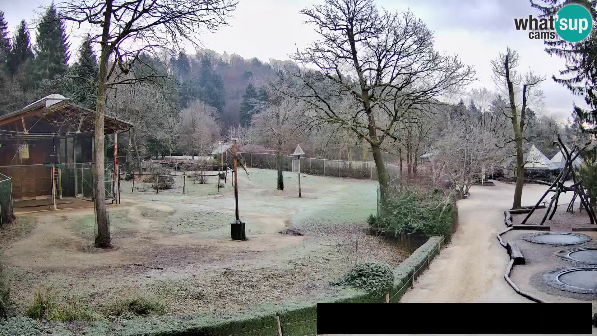 Webcam Zoo Ljubljana – Giraffes