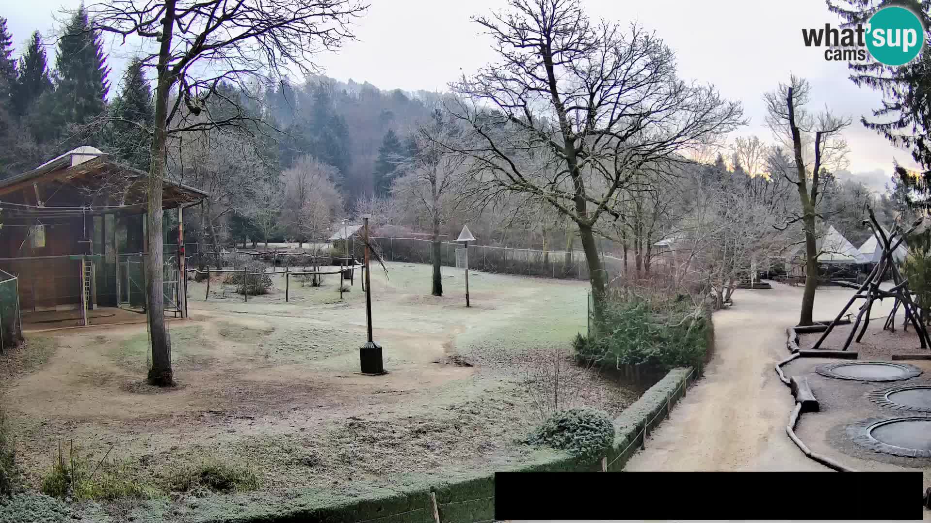 Webcam Zoo Ljubljana – Giraffes