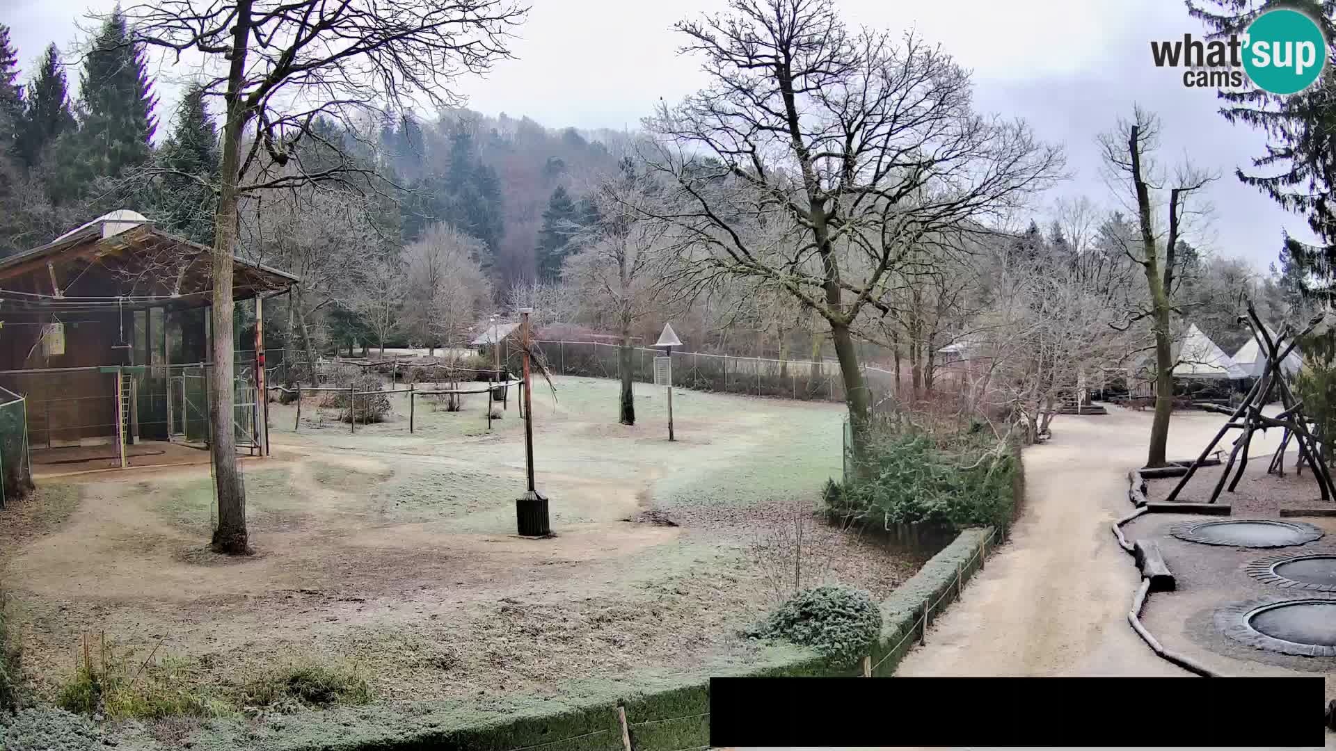 Webcam Zoo Ljubljana – Giraffes