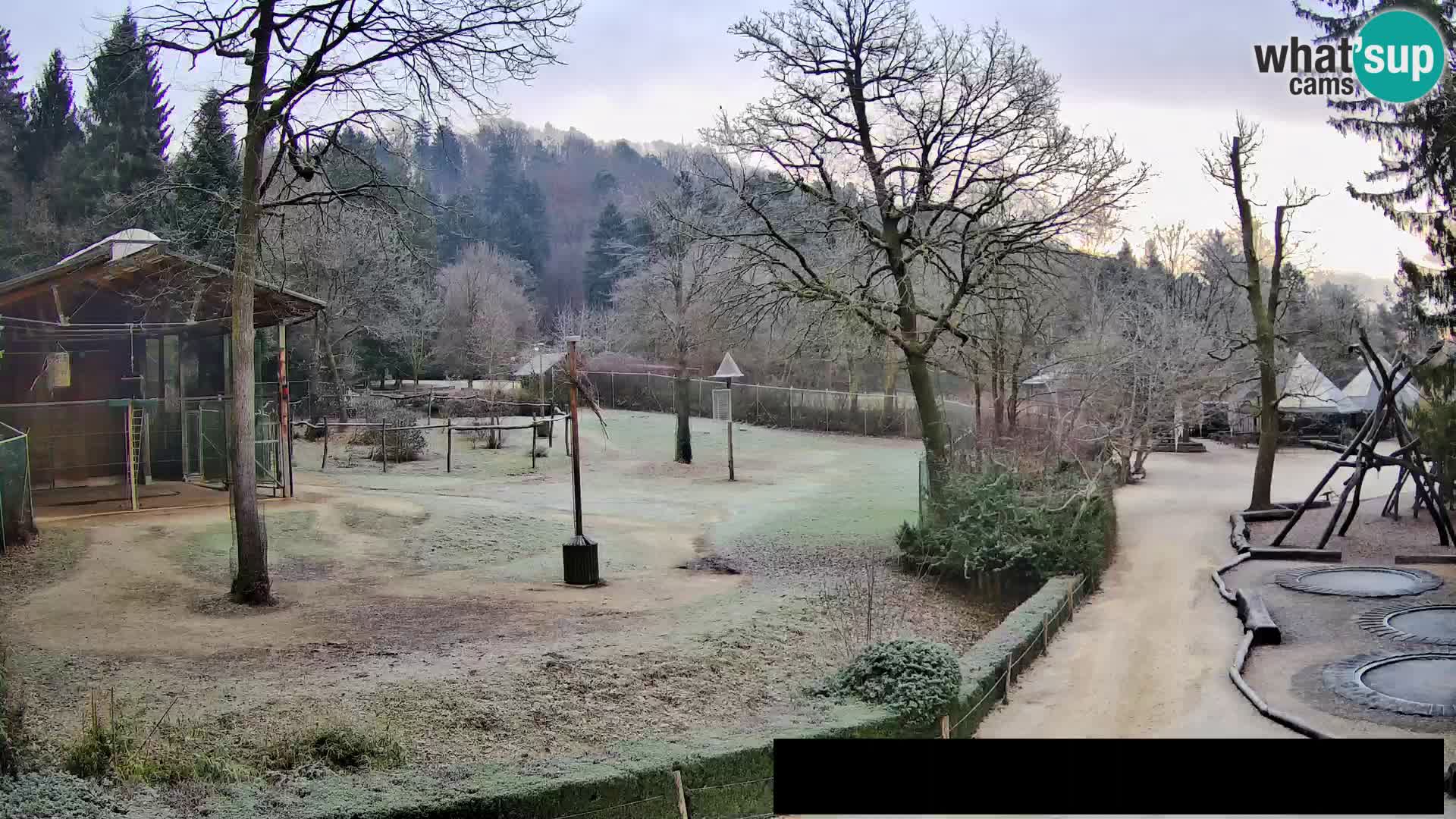 Webcam Zoo Ljubljana – Giraffes