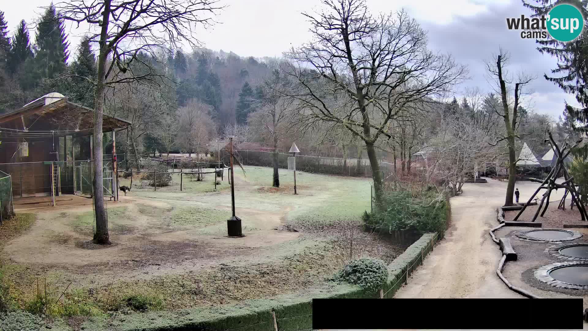 Webcam live Zoo Lubiana – Giraffe