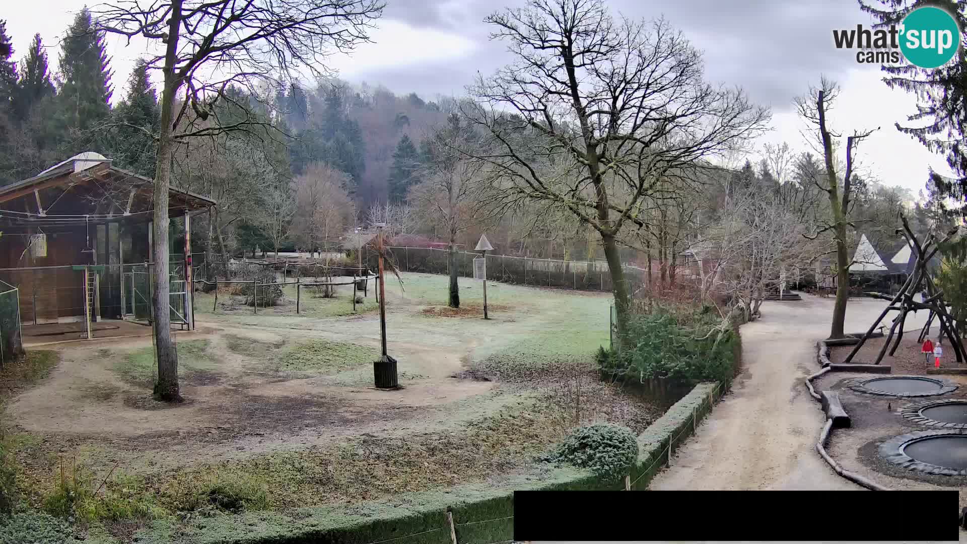 Webcam Zoo Ljubljana – Giraffes