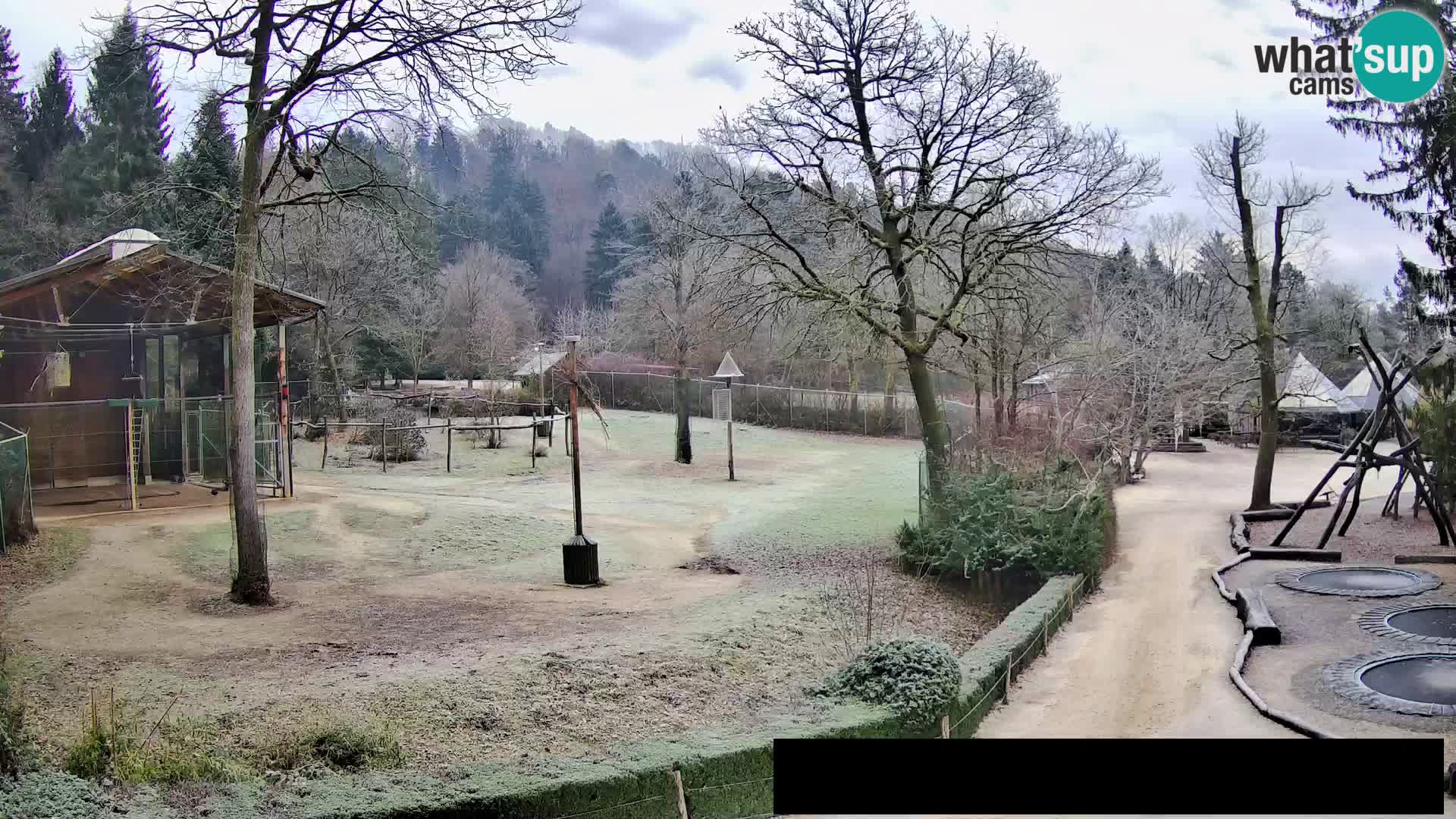 Webcam live Zoo Lubiana – Giraffe