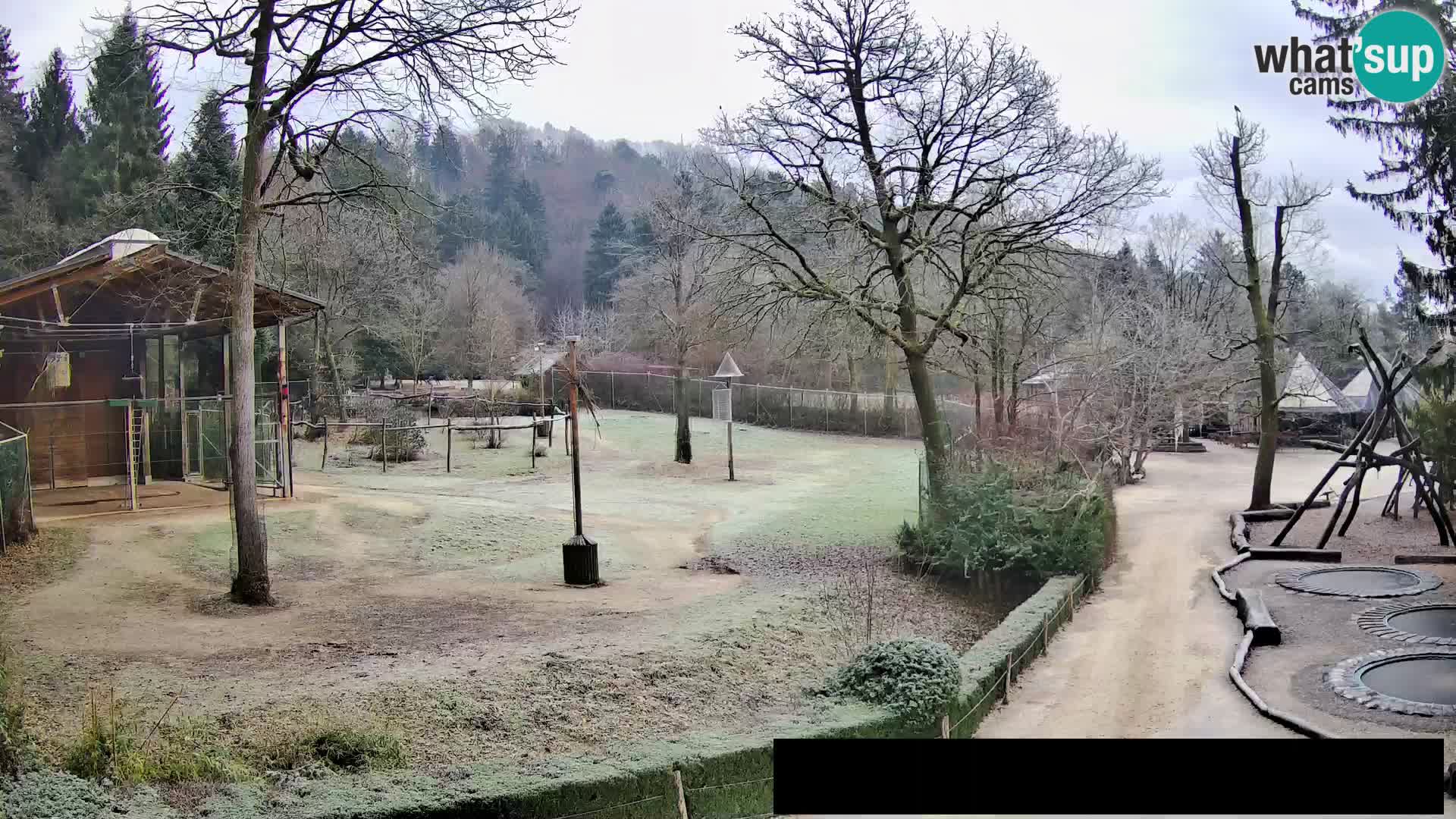 Webcam live Zoo Lubiana – Giraffe