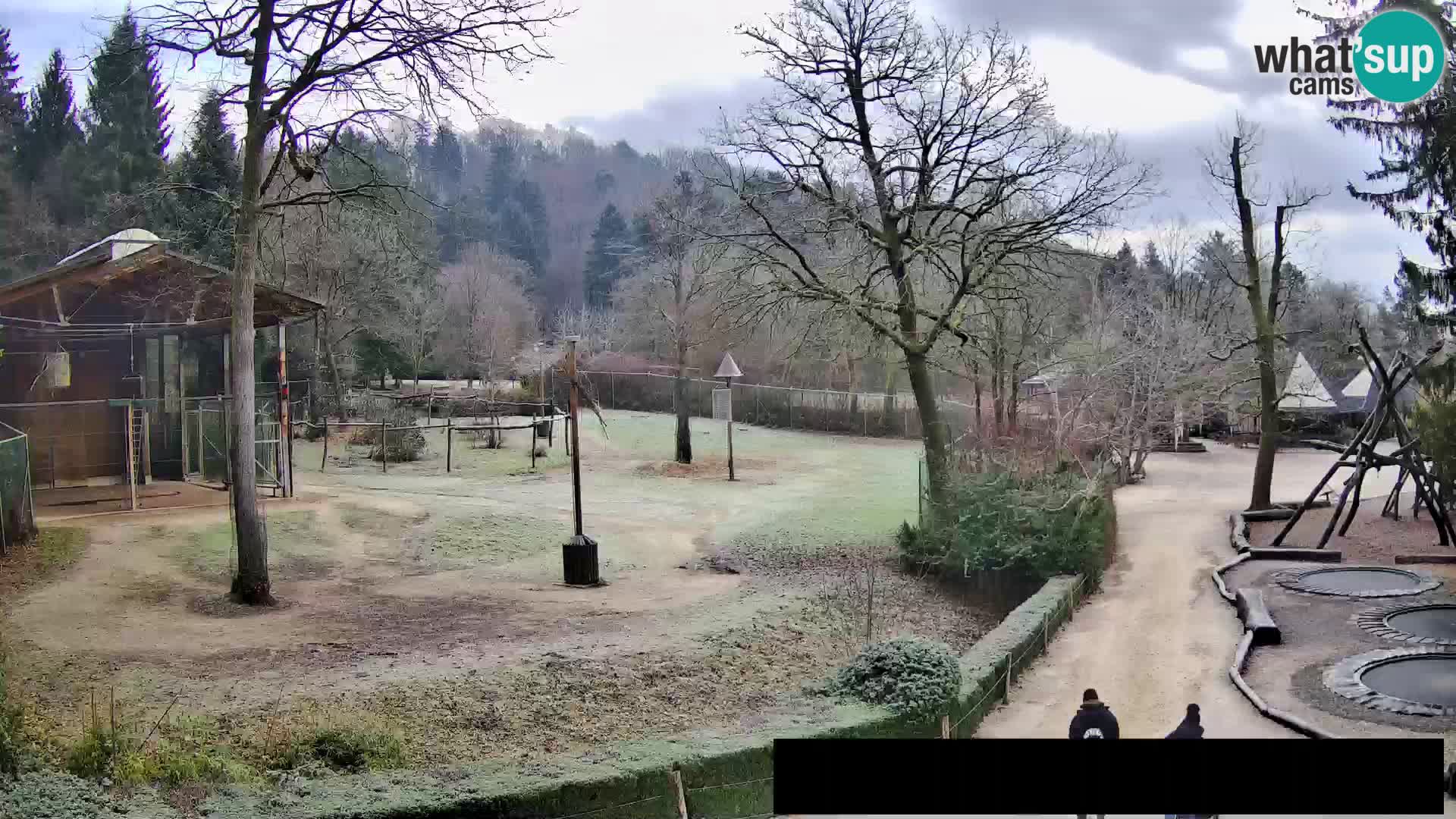 Webcam Zoo Ljubljana – Giraffes