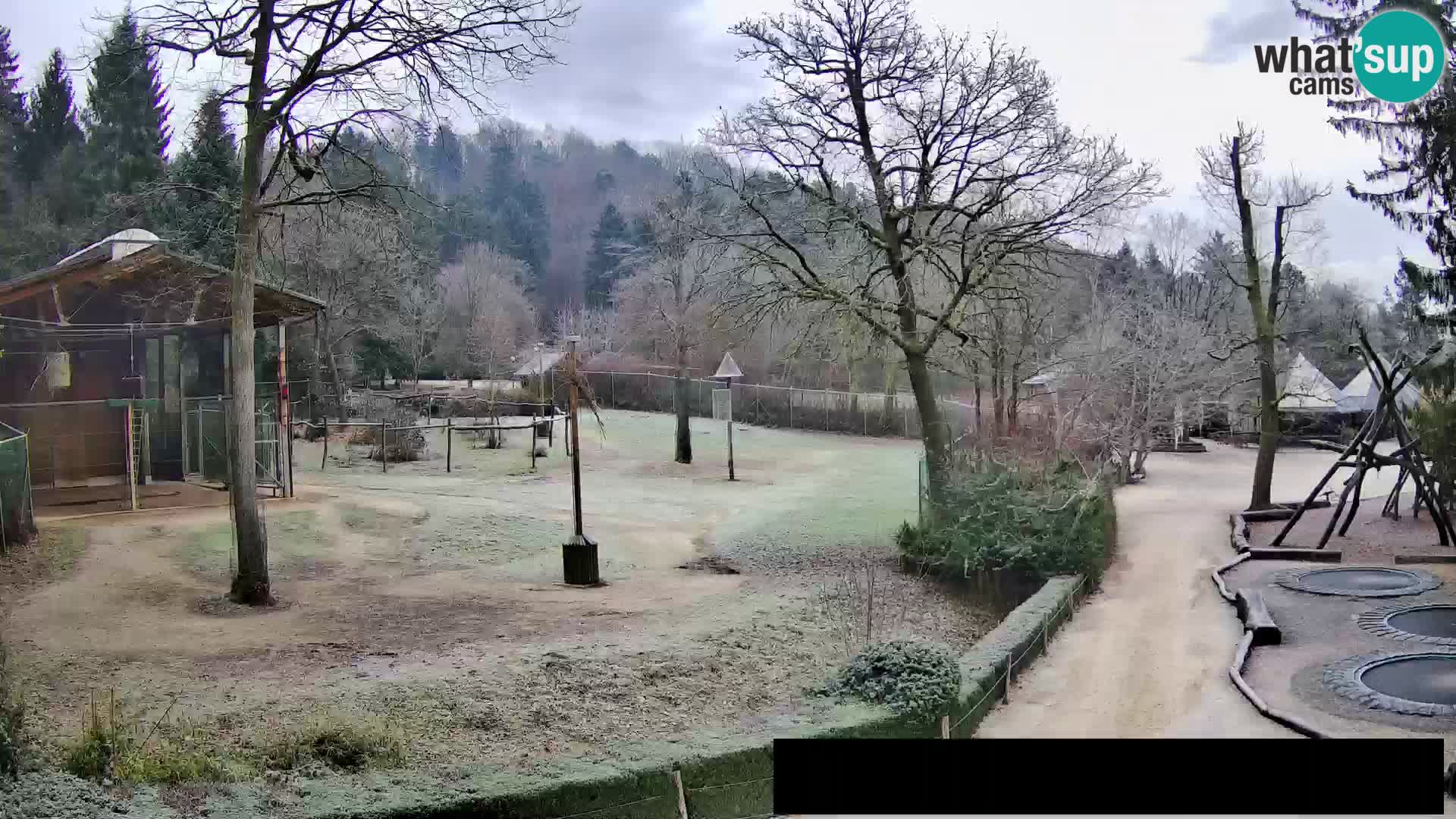 Webcam live Zoo Lubiana – Giraffe