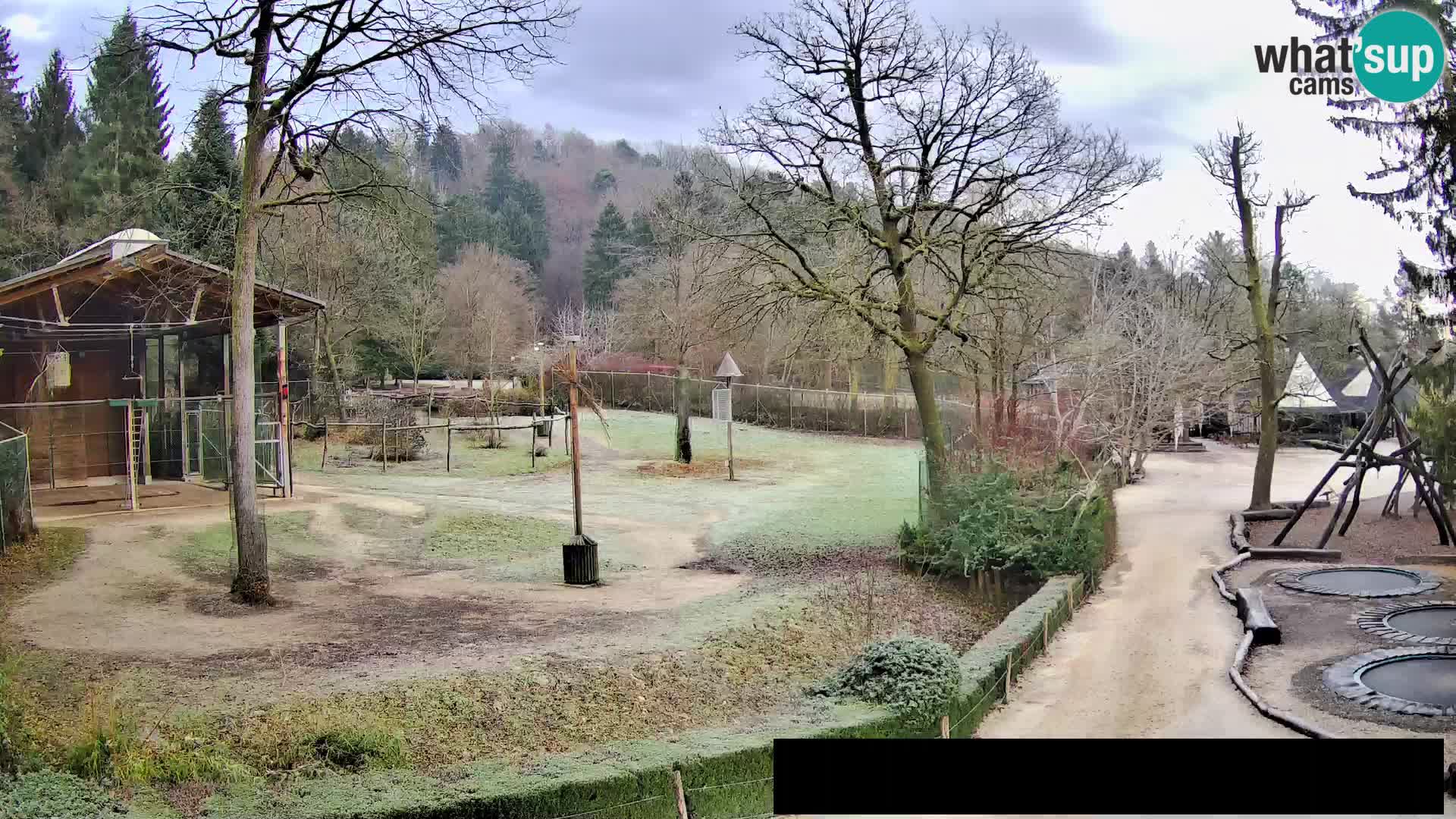 Webcam live Zoo Lubiana – Giraffe