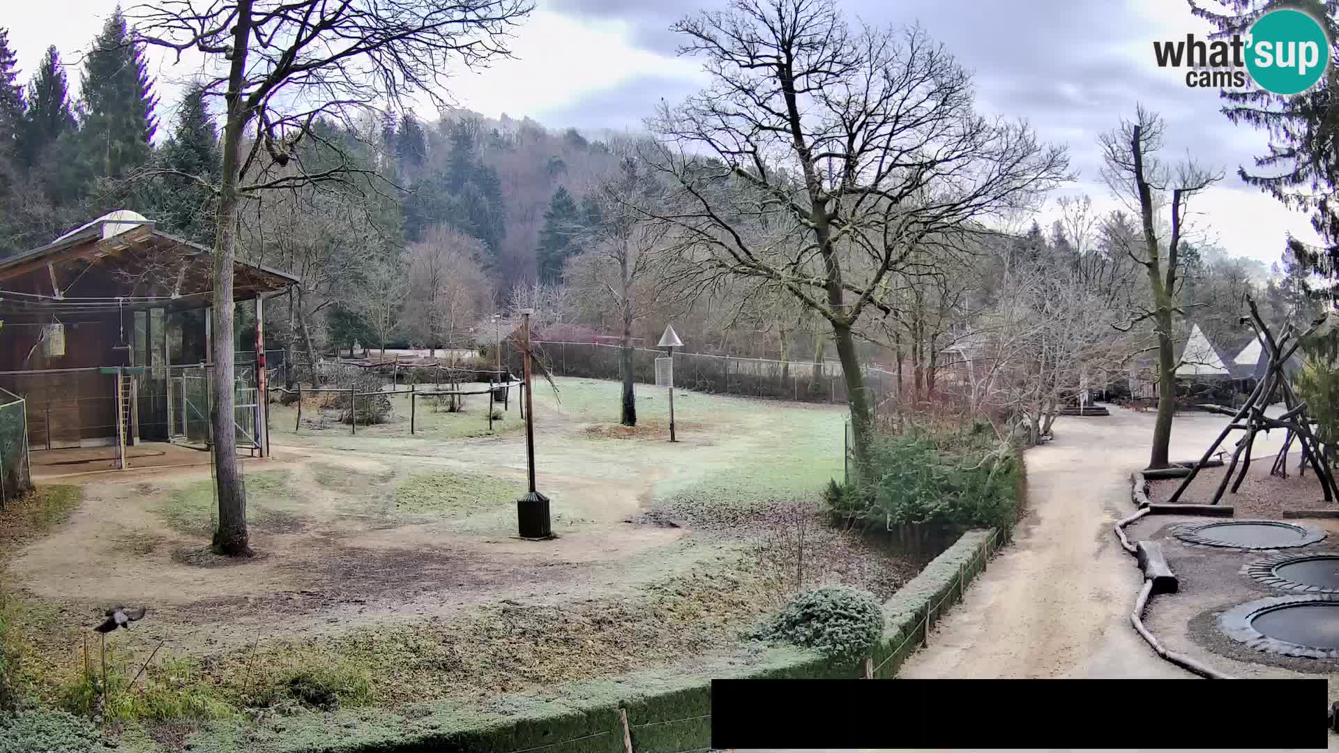 Webcam Zoo Ljubljana – Giraffes