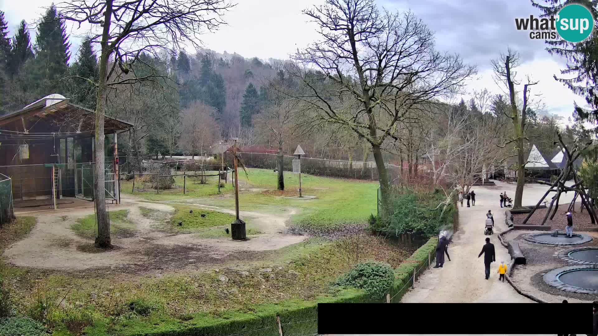 Webcam Zoo Ljubljana – Giraffes