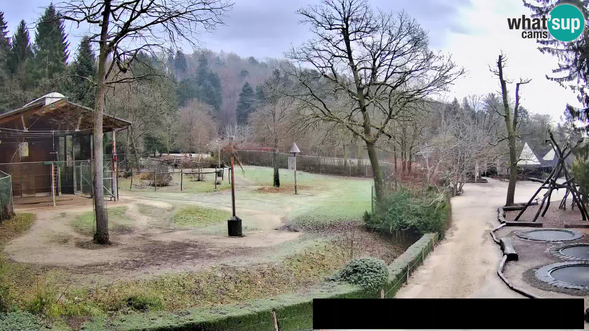 Webcam Zoo Ljubljana – Giraffes